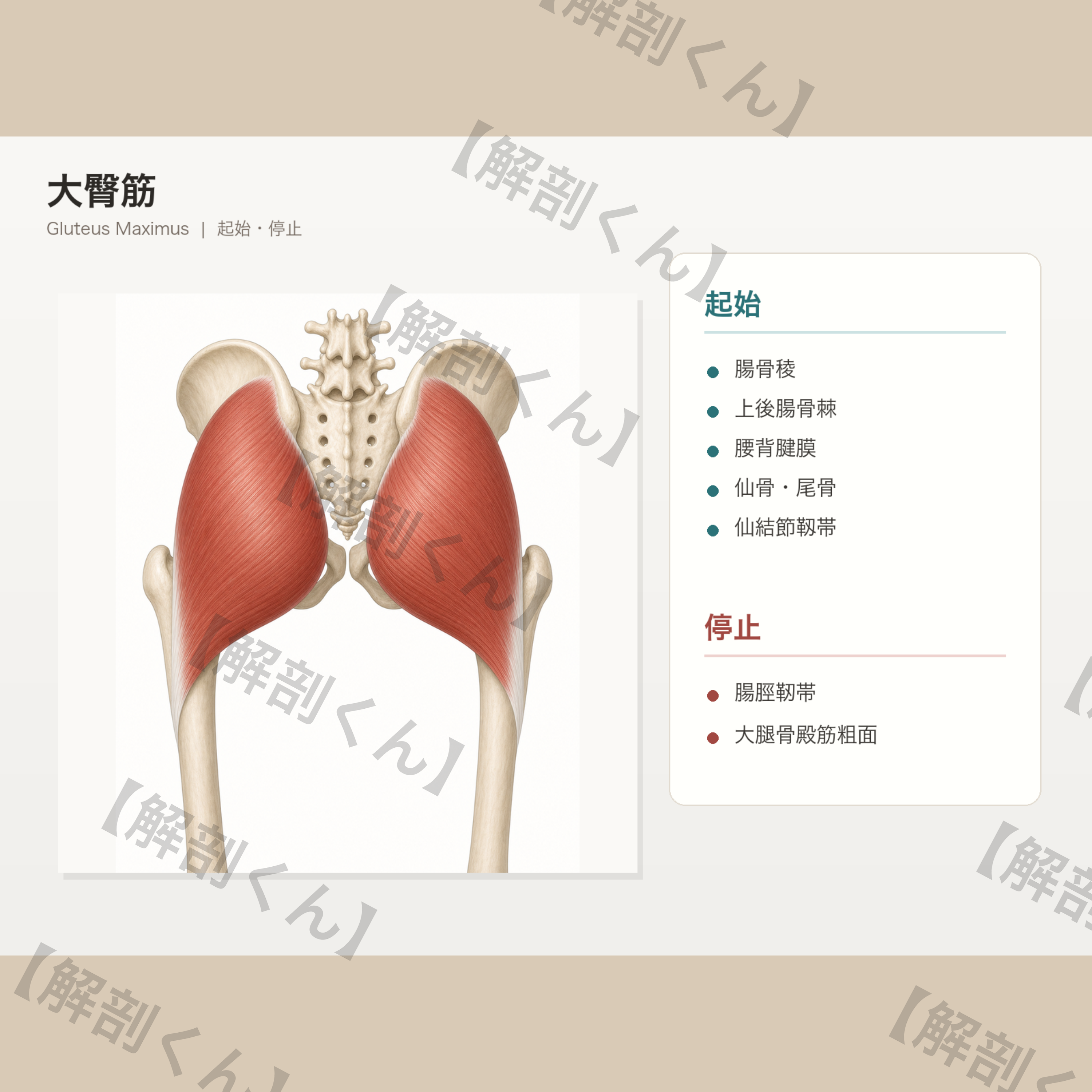 大臀筋 起始・停止