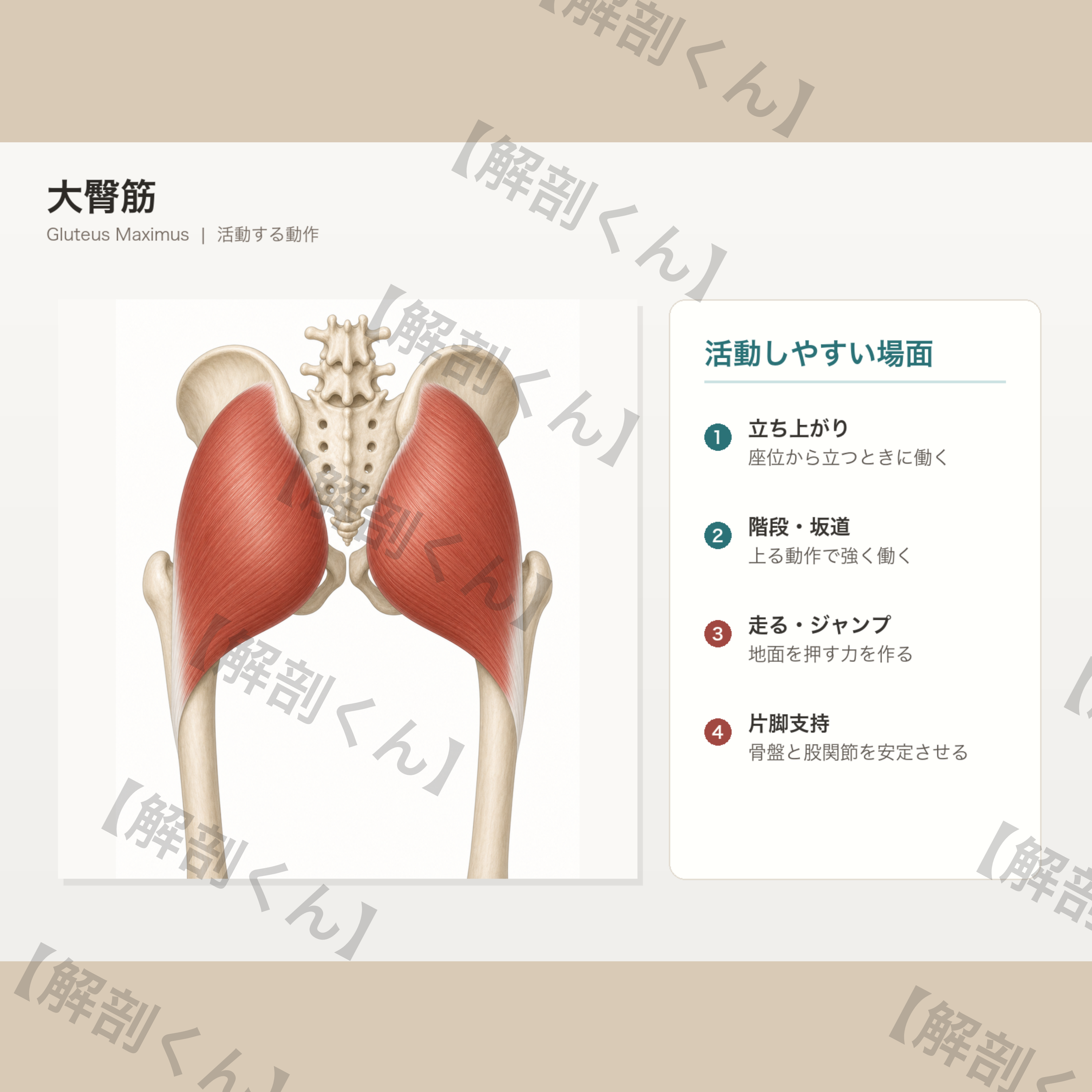 大臀筋 活動する動作