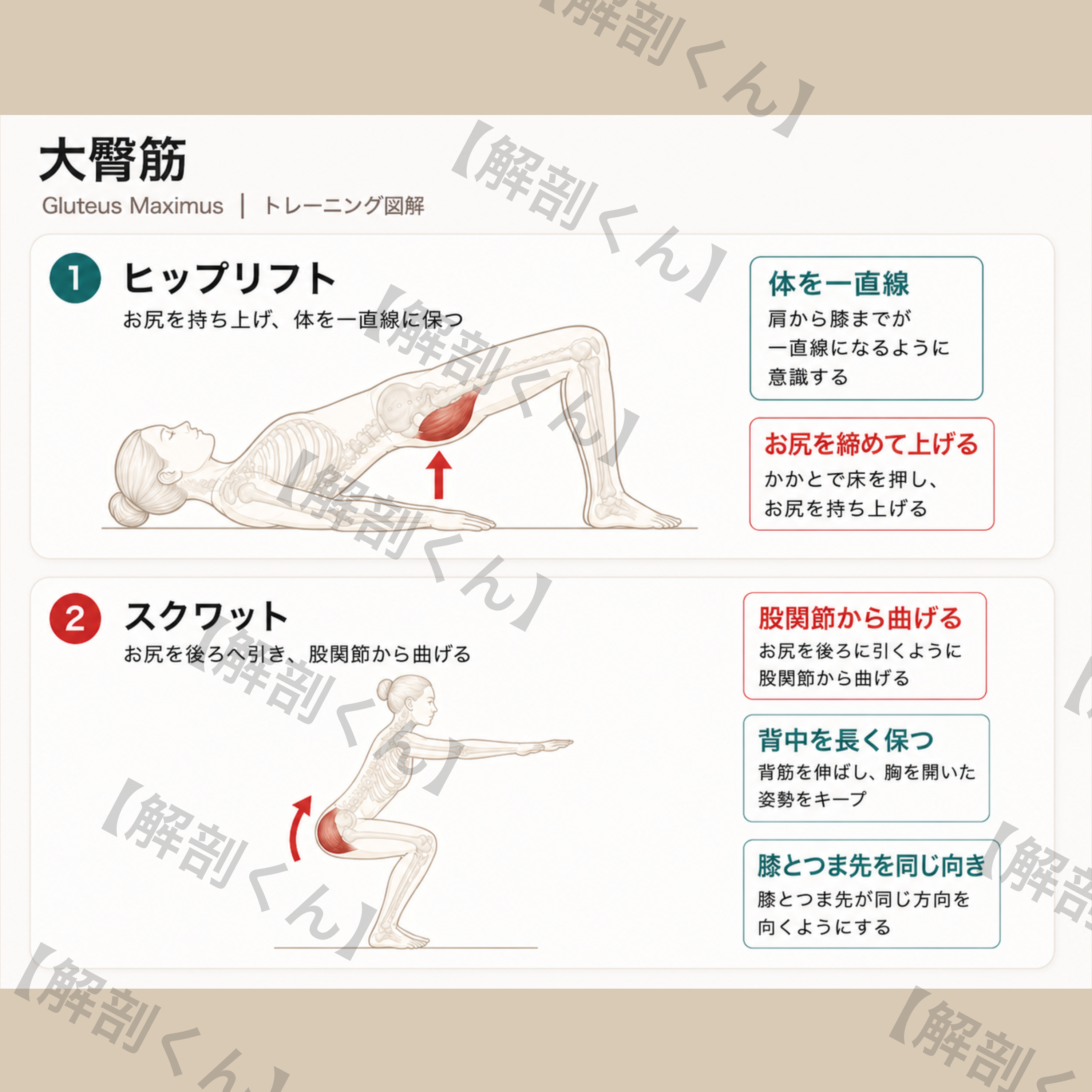 大臀筋 トレーニング図解