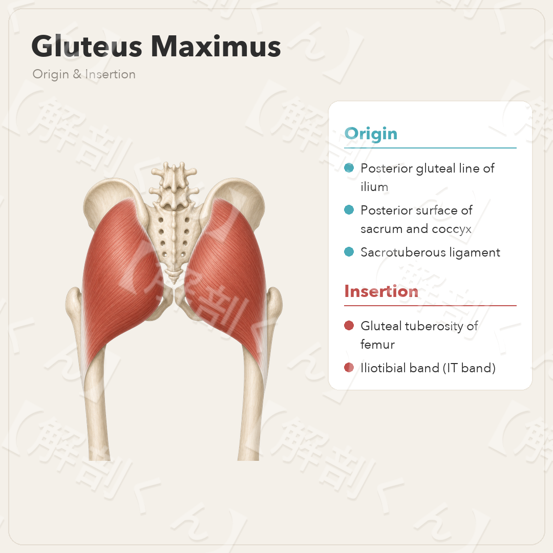 Gluteus Maximus Origin & Insertion