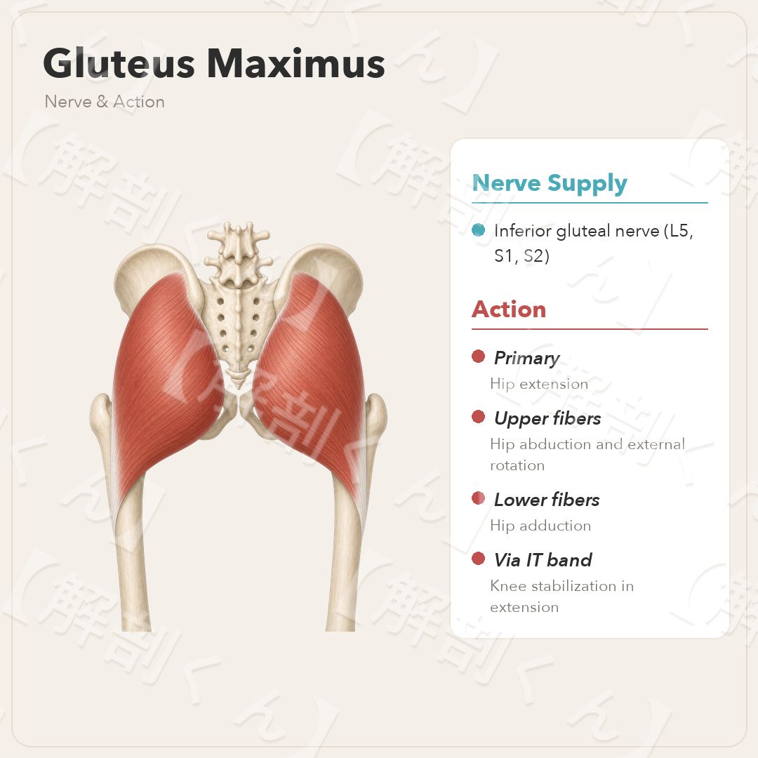 Gluteus Maximus Nerve & Function