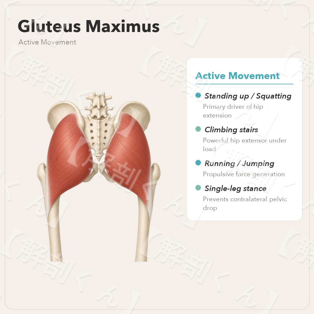 Gluteus Maximus Active Movement