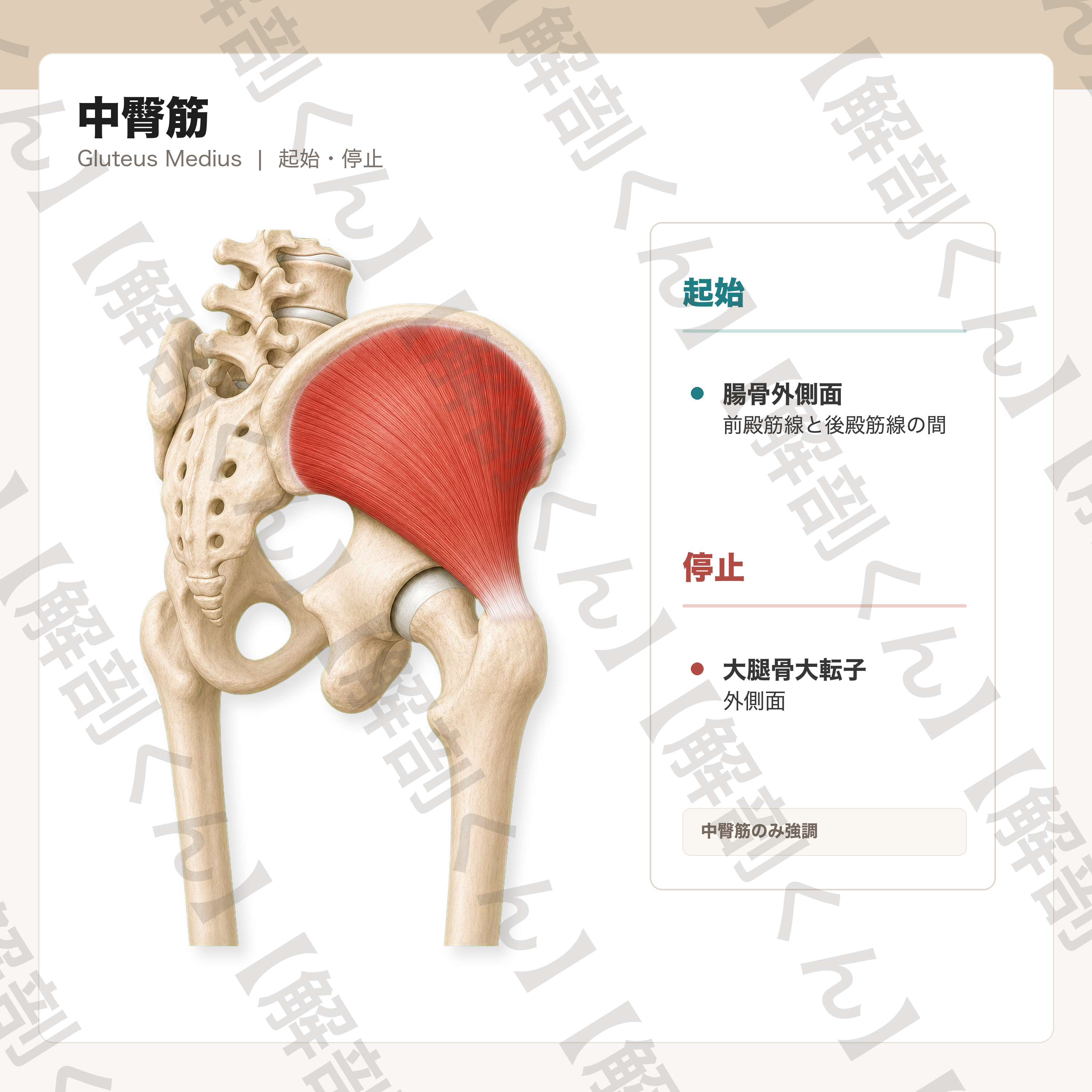 中臀筋 起始・停止