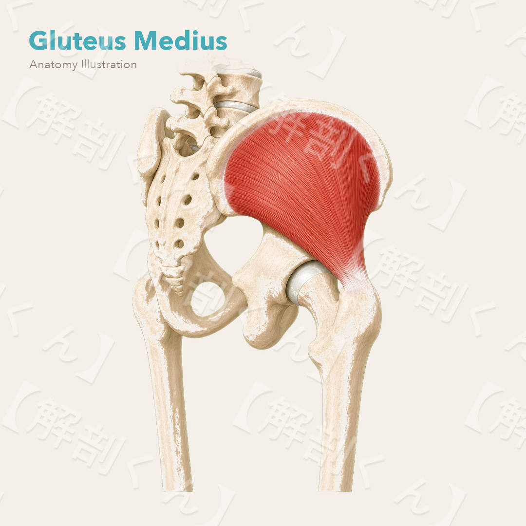 Gluteus Medius
