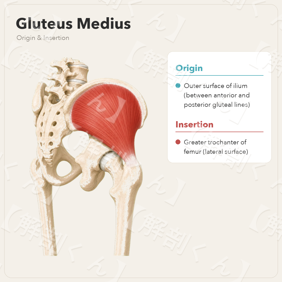 Gluteus Medius Origin & Insertion