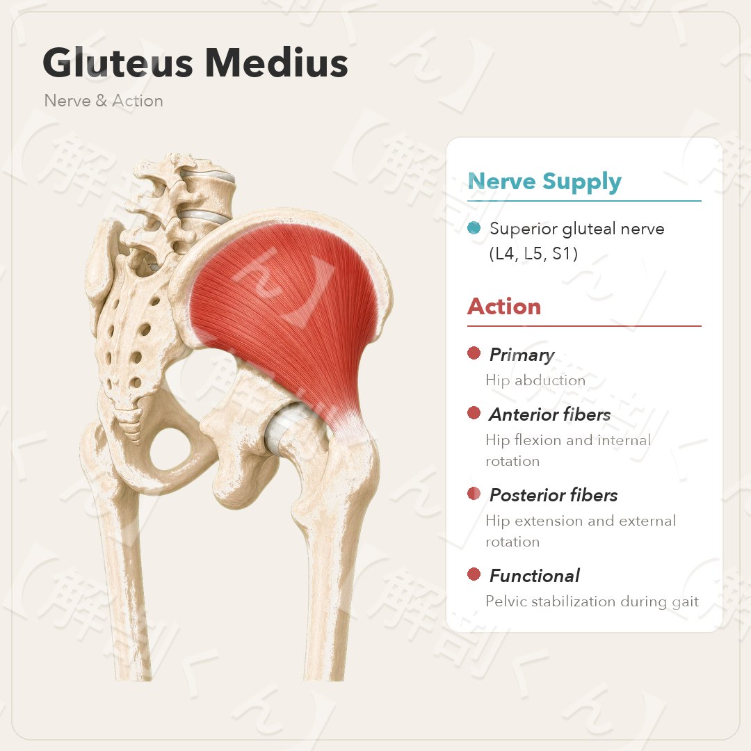 Gluteus Medius Nerve & Function