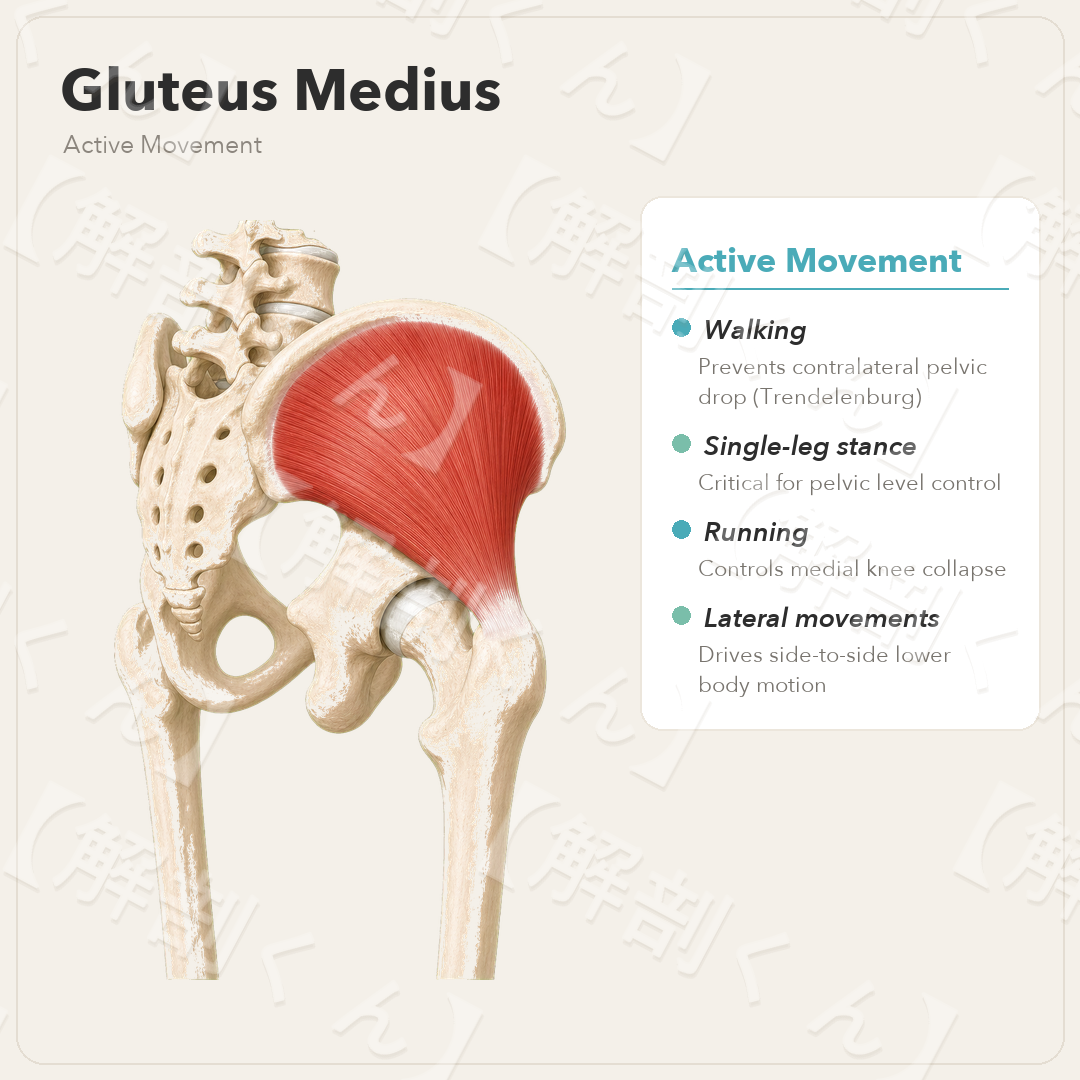 Gluteus Medius Active Movement