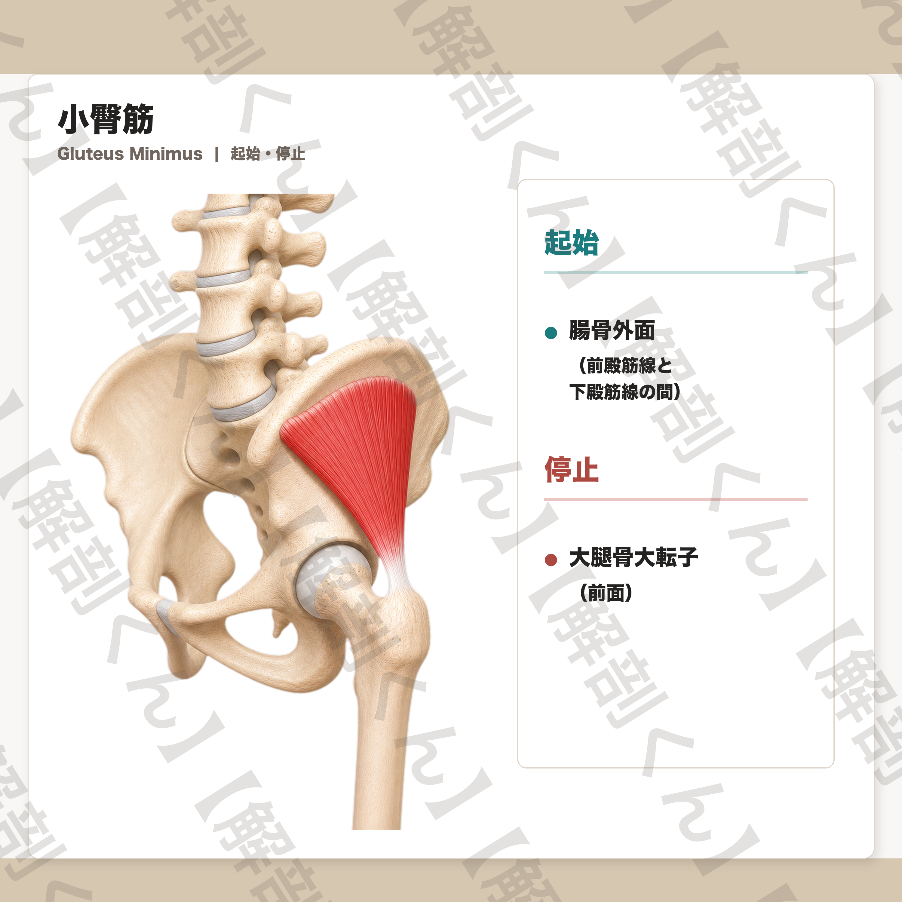 小臀筋 起始・停止