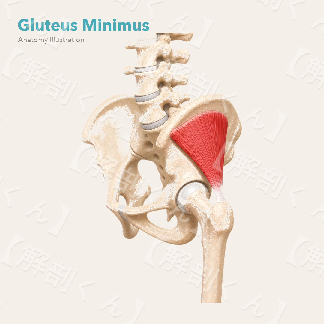 Gluteus Minimus