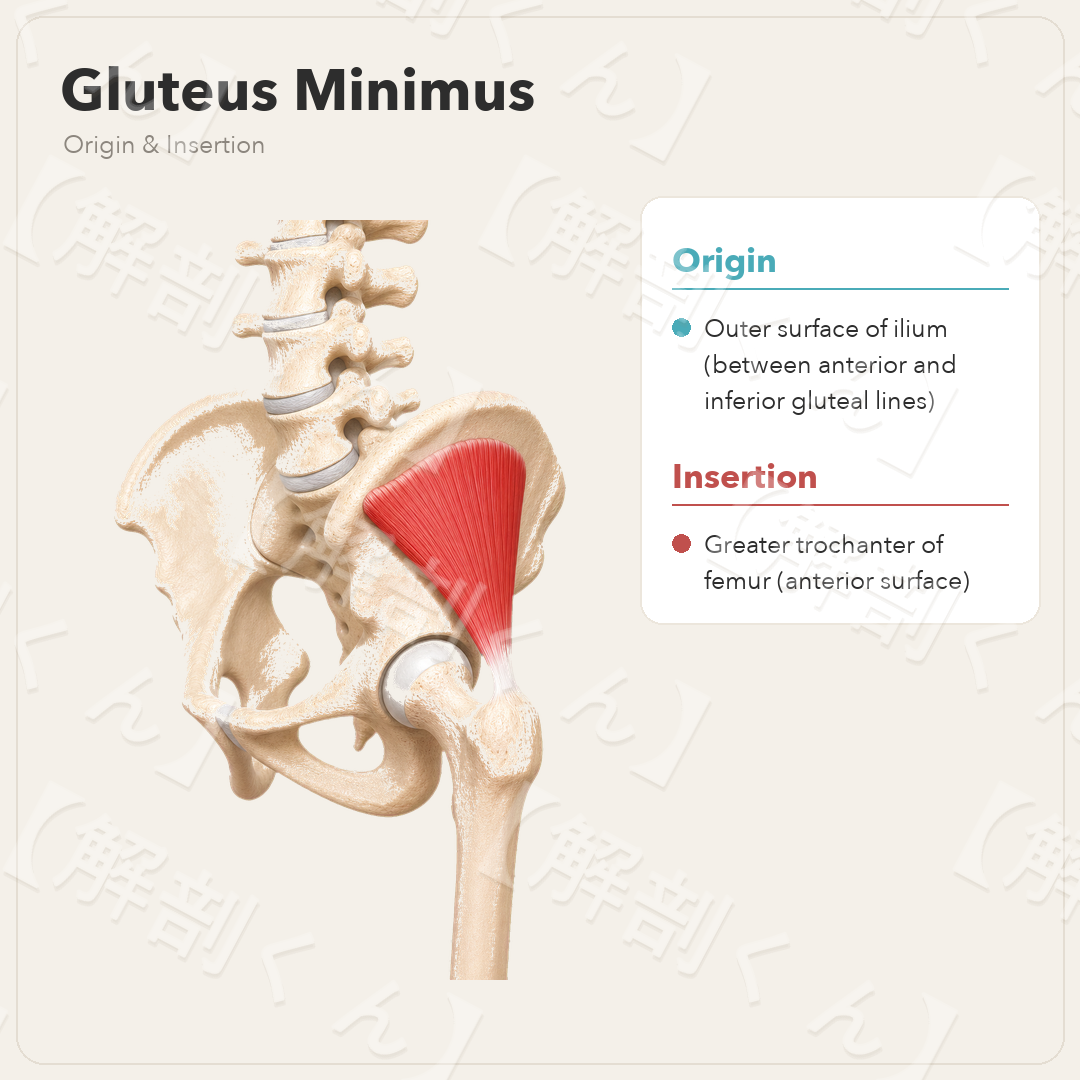 Gluteus Minimus Origin & Insertion