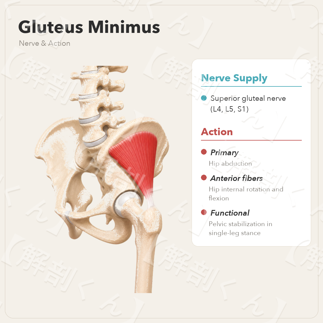 Gluteus Minimus Nerve & Function