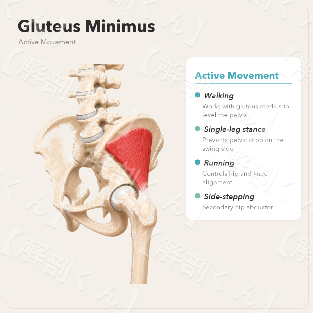 Gluteus Minimus Active Movement