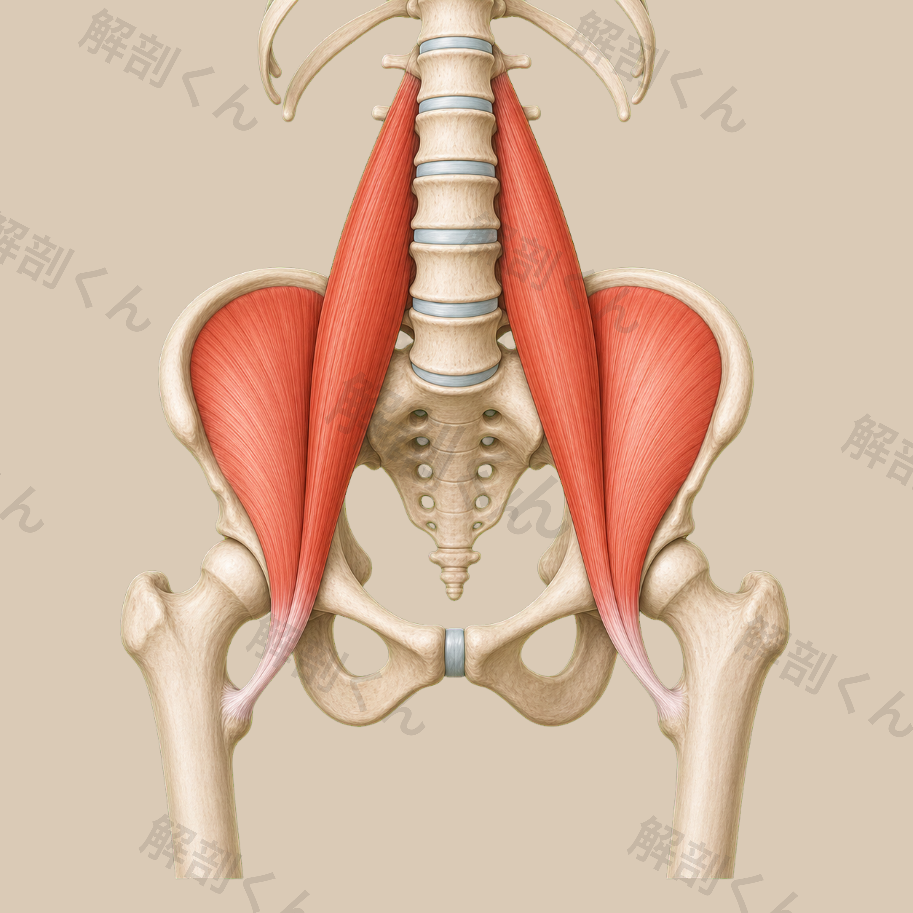 腸腰筋
