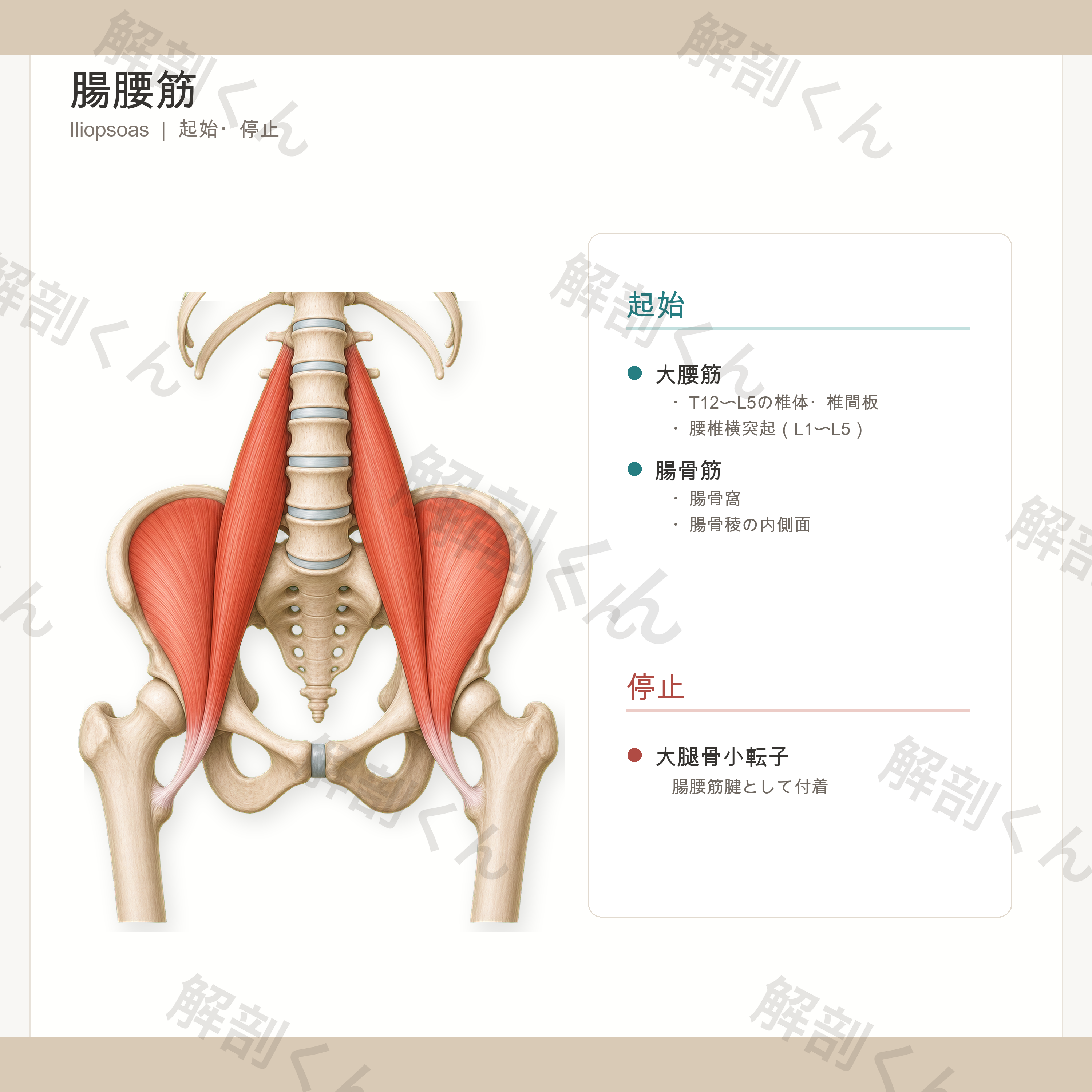 腸腰筋 起始・停止