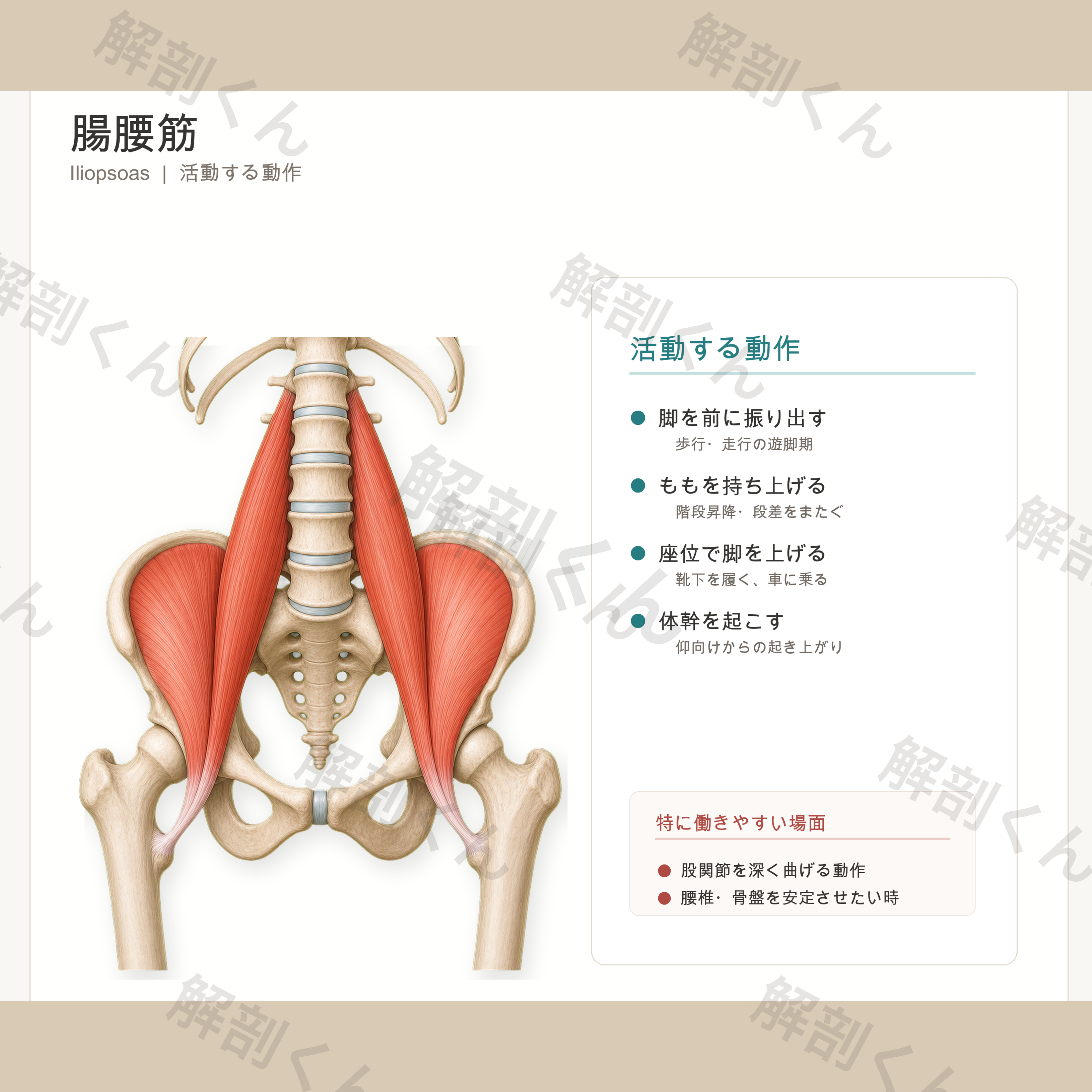 腸腰筋 活動する動作