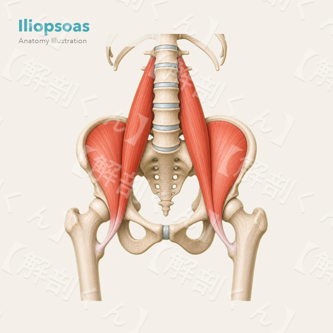 Iliopsoas