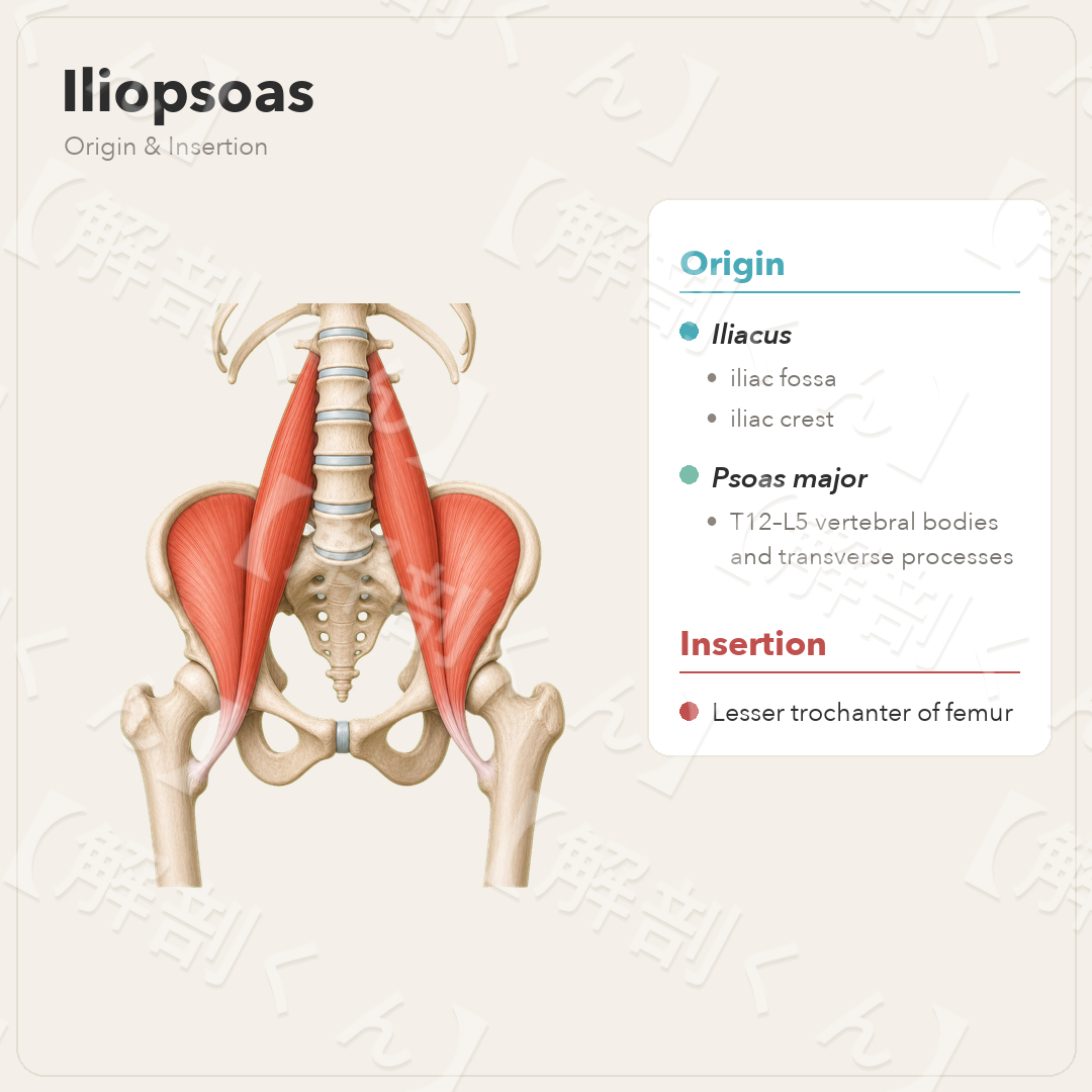 Iliopsoas Origin & Insertion