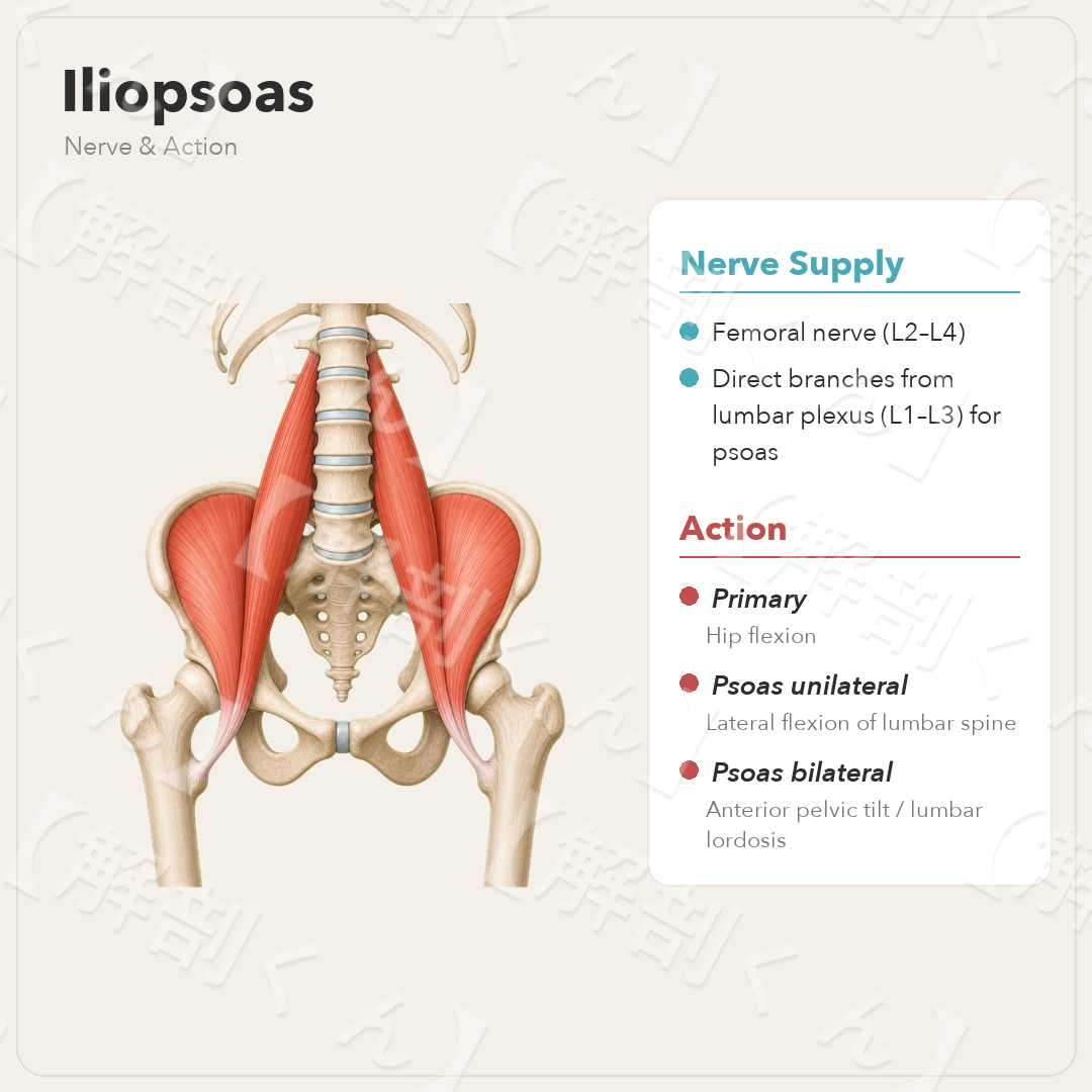 Iliopsoas Nerve & Function
