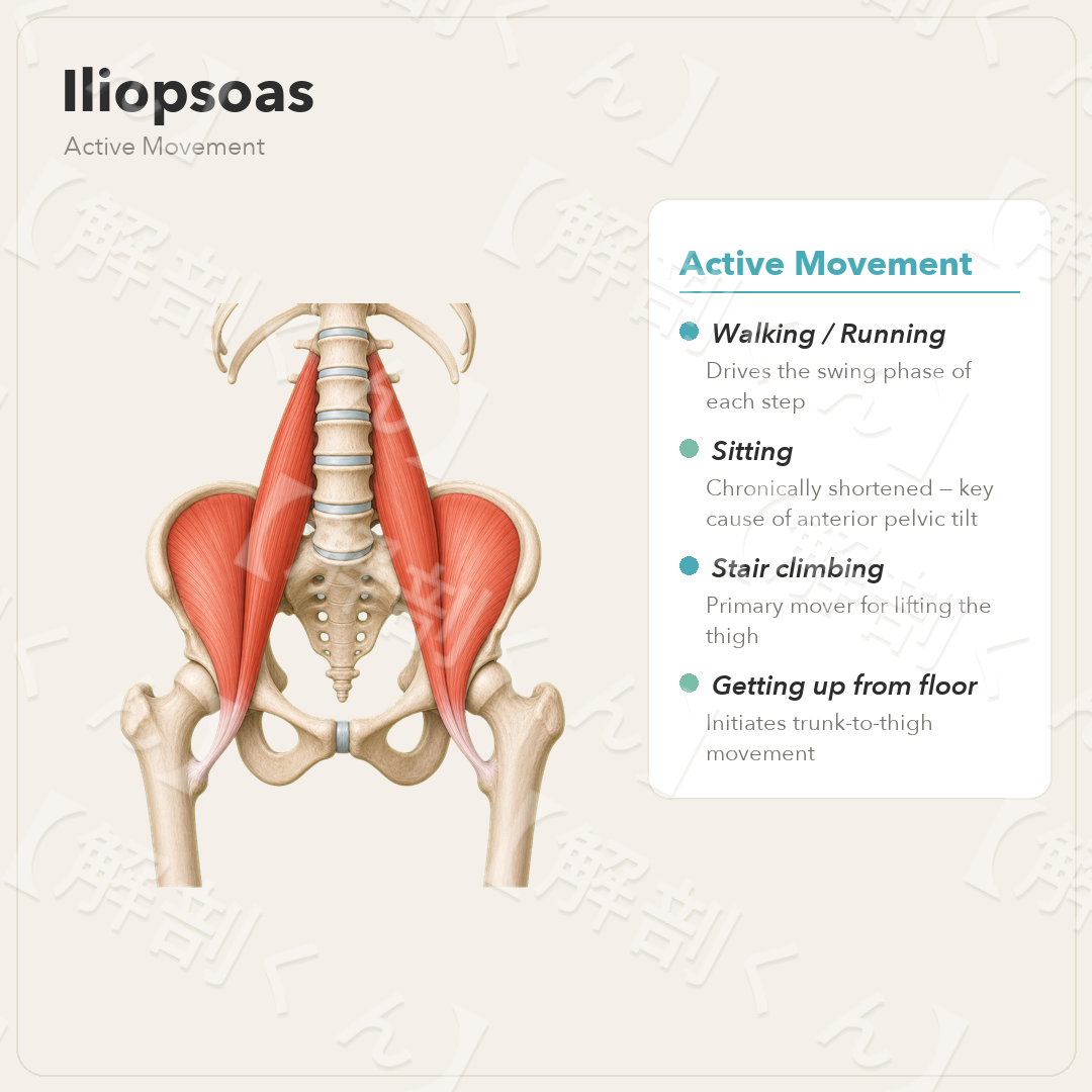 Iliopsoas Active Movement