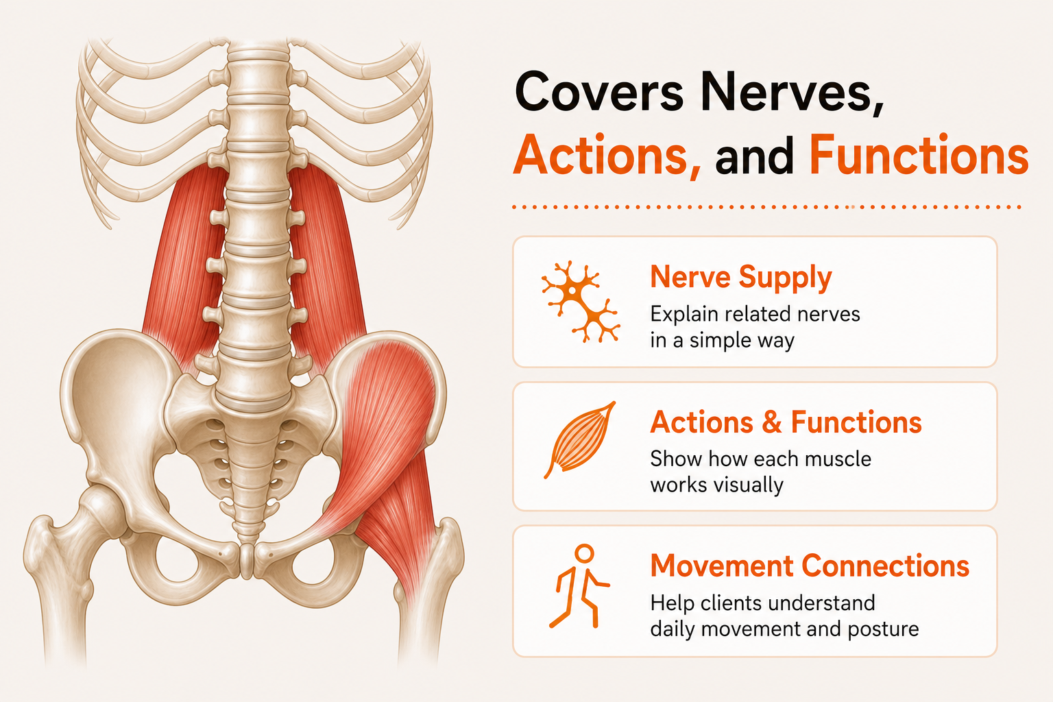 Covers nerves and functions in detail