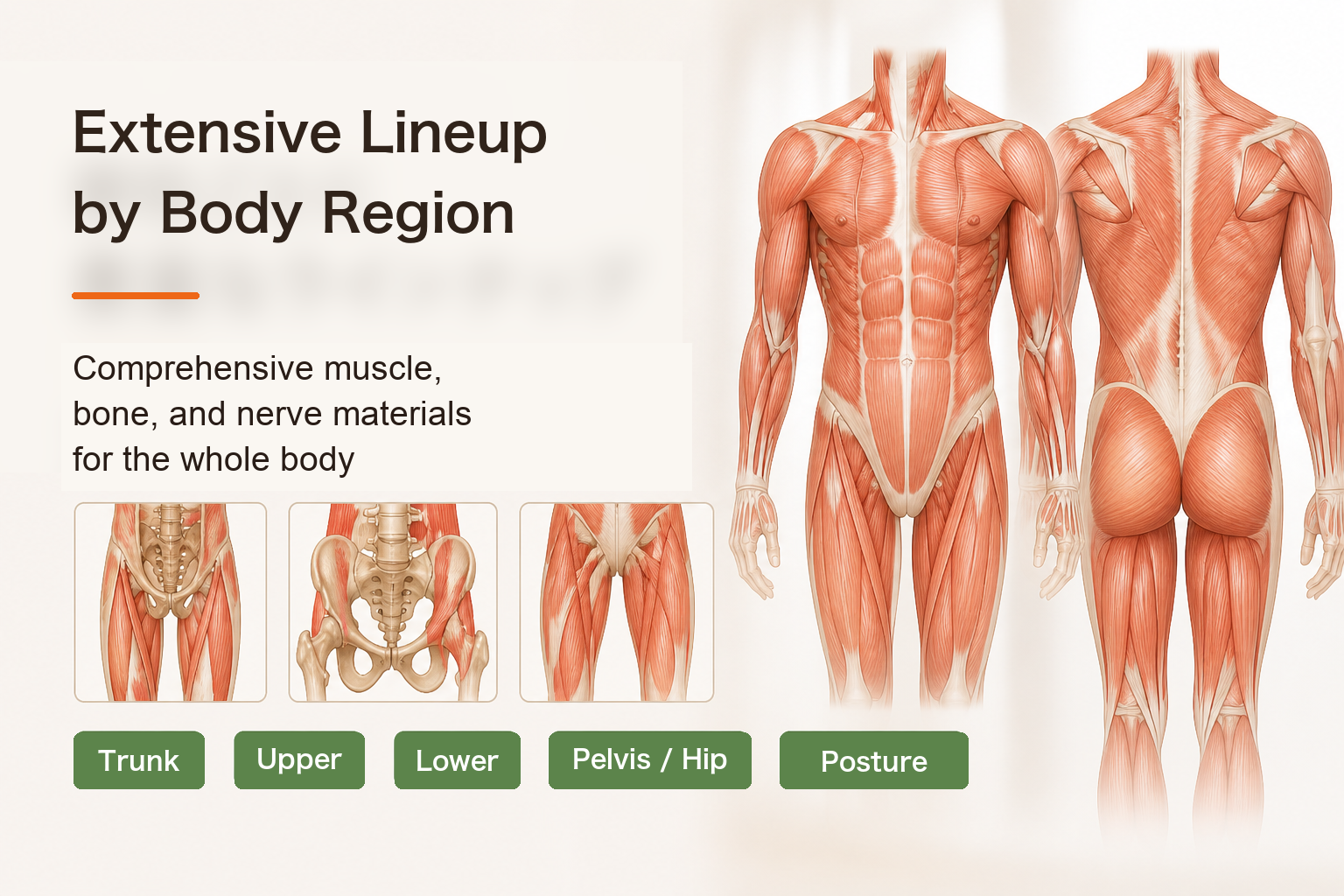 A rich lineup organized by body region