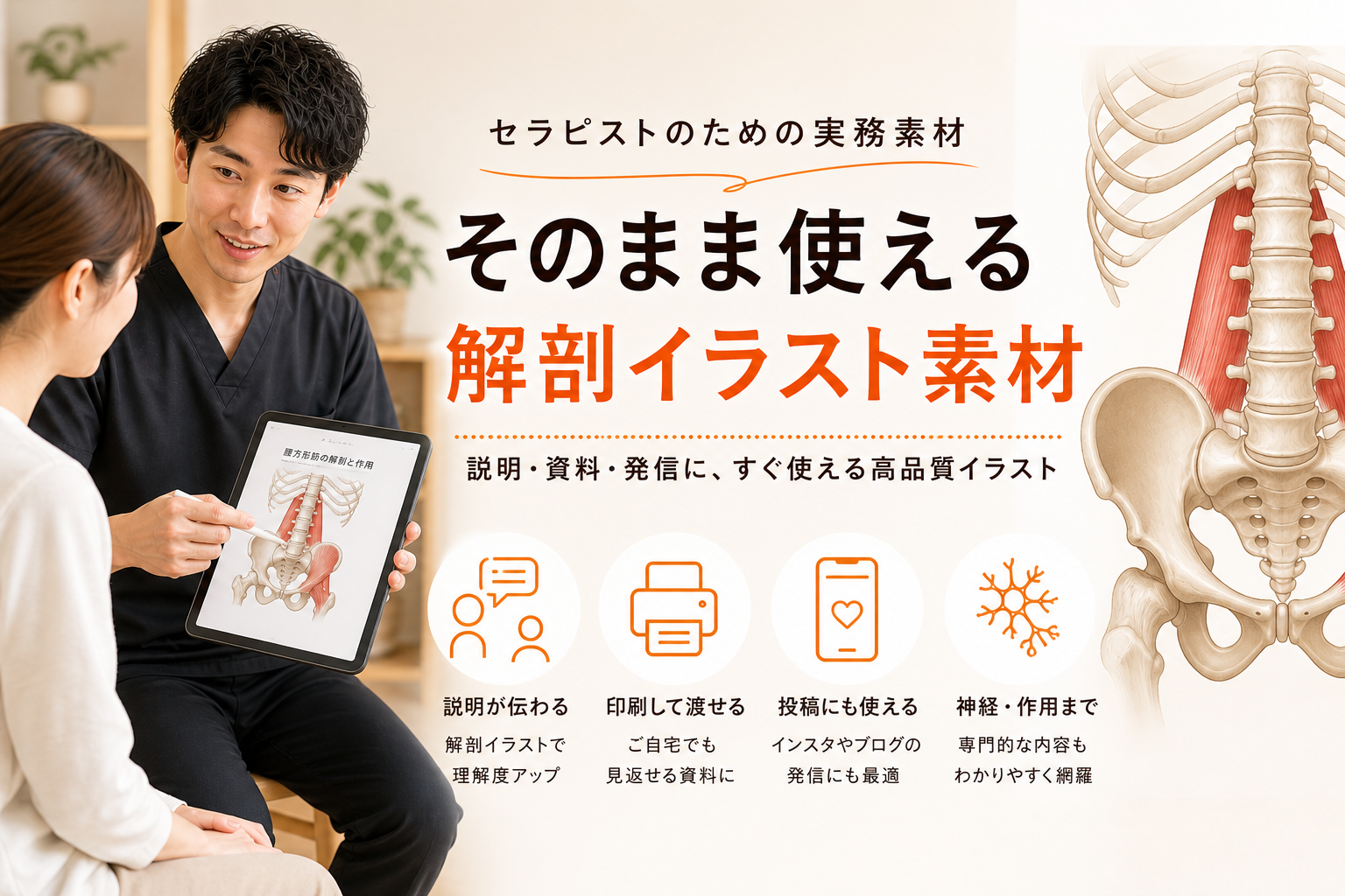 そのまま使える解剖イラスト素材 — セラピストのための実務素材
