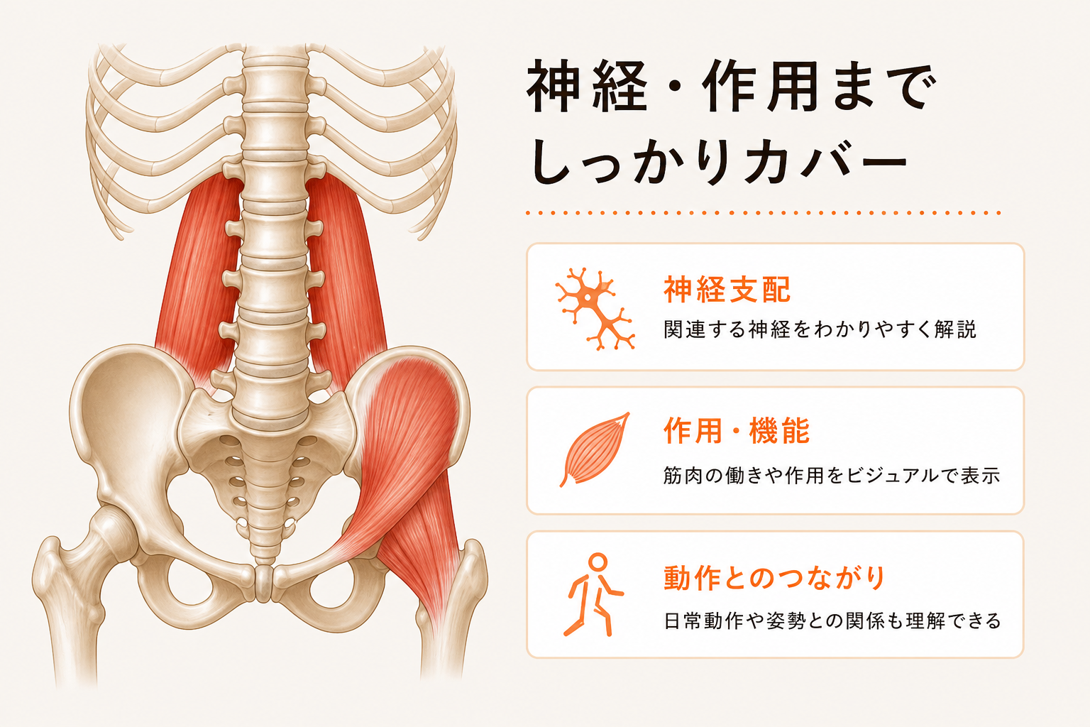 神経・作用までしっかりカバー