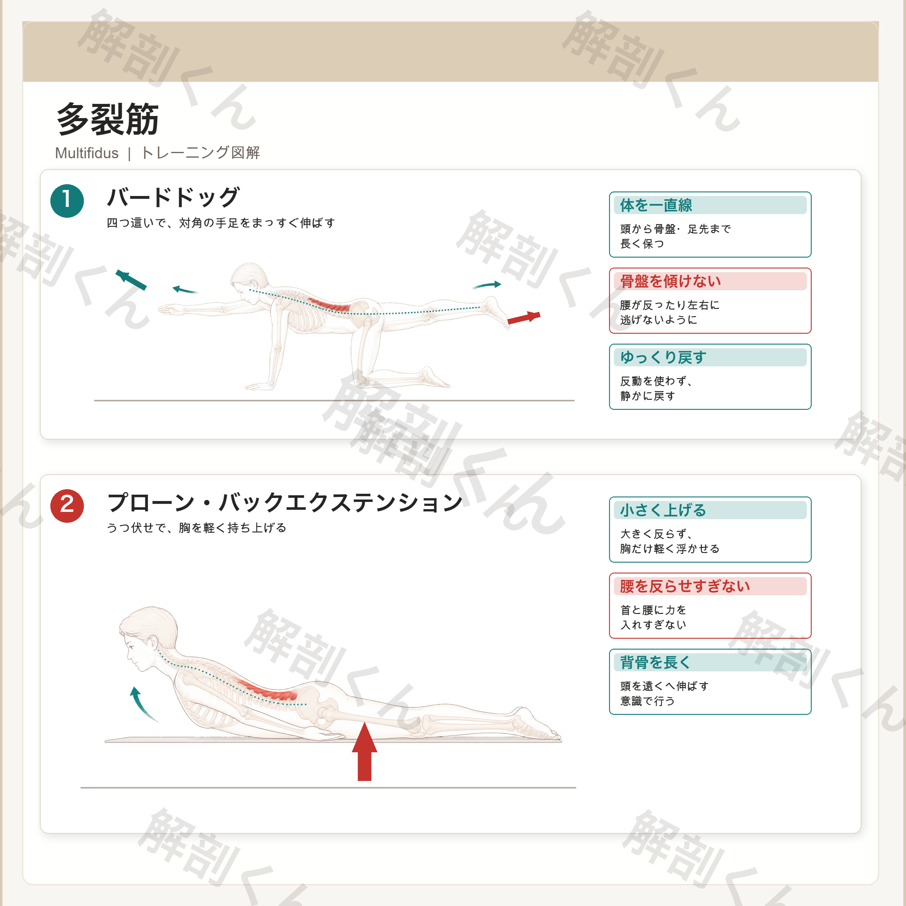 多裂筋 トレーニング図解