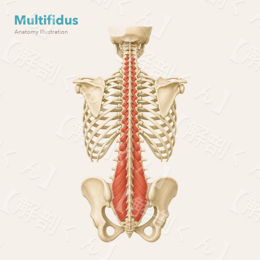 Multifidus