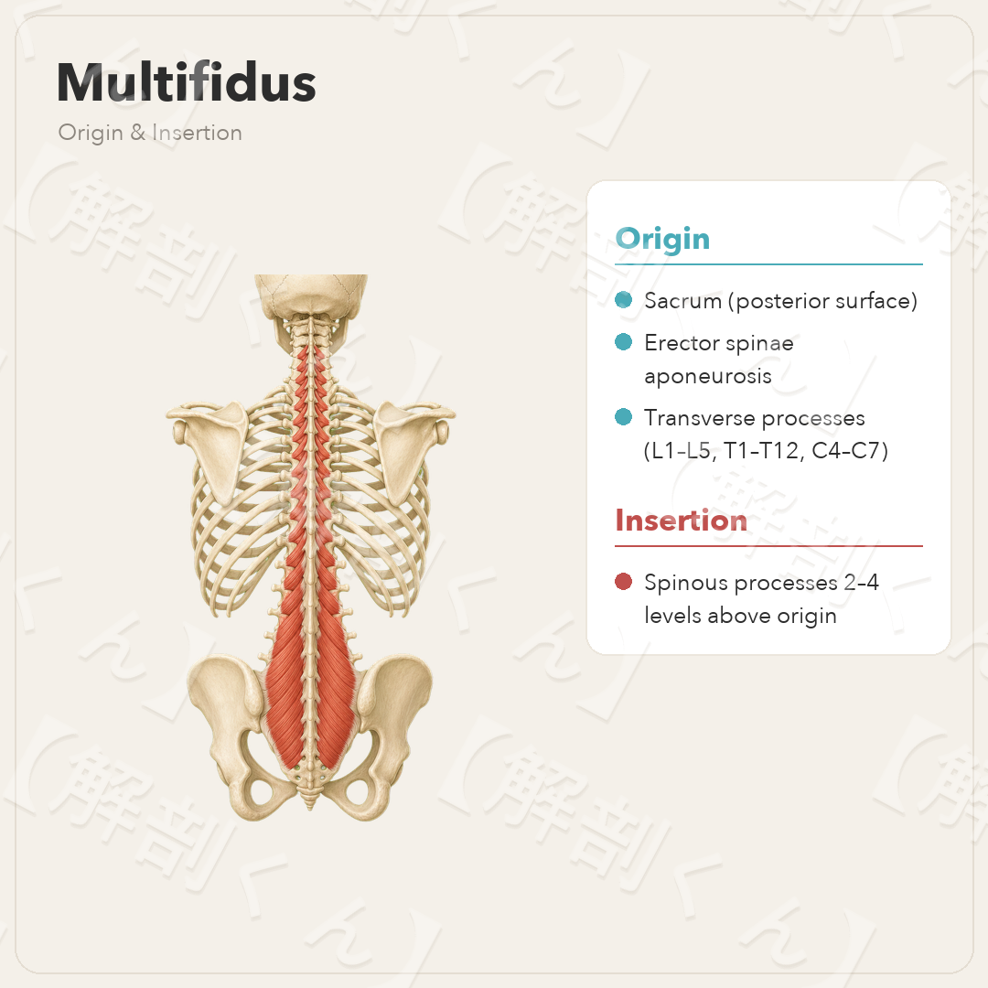 Multifidus Origin & Insertion