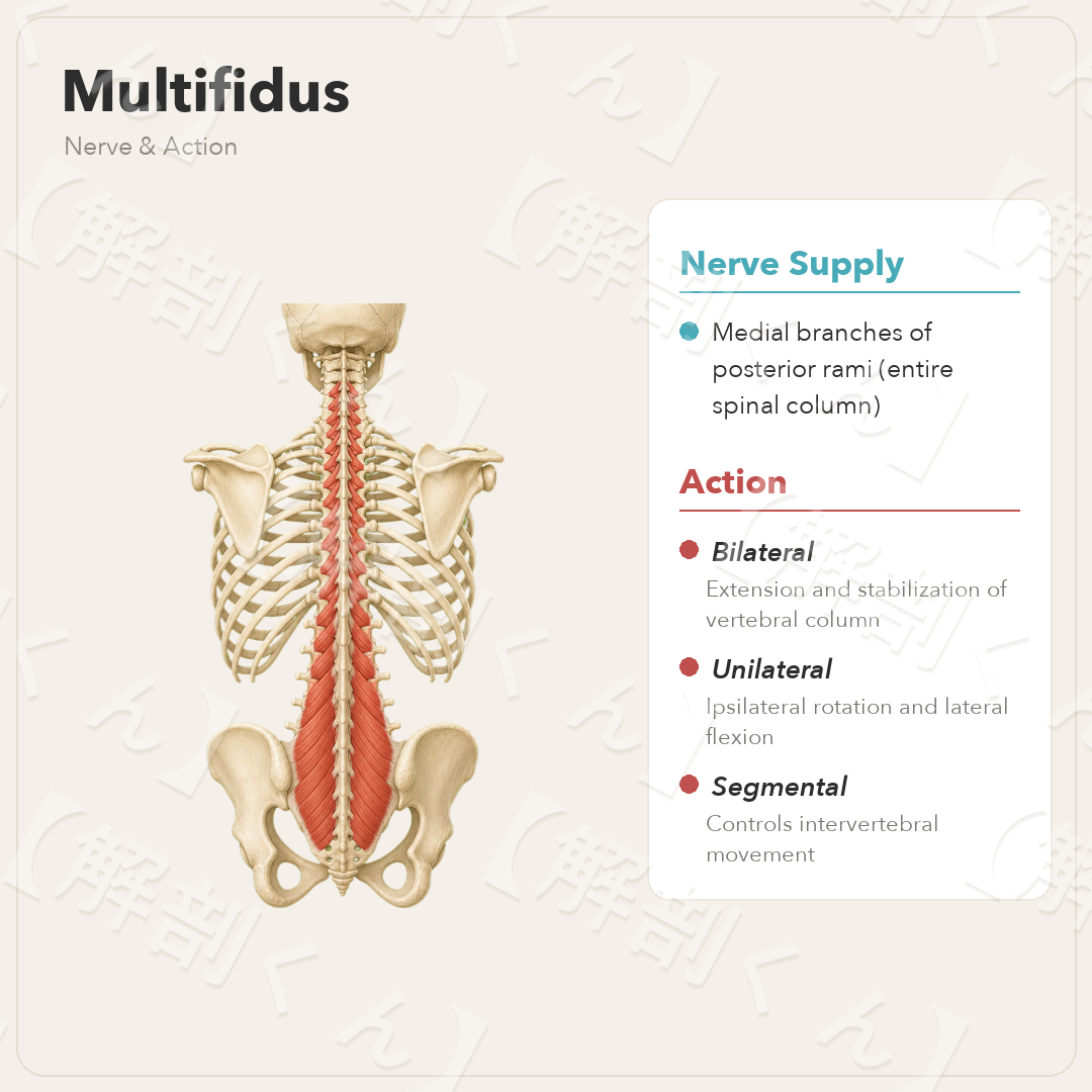 Multifidus Nerve & Function
