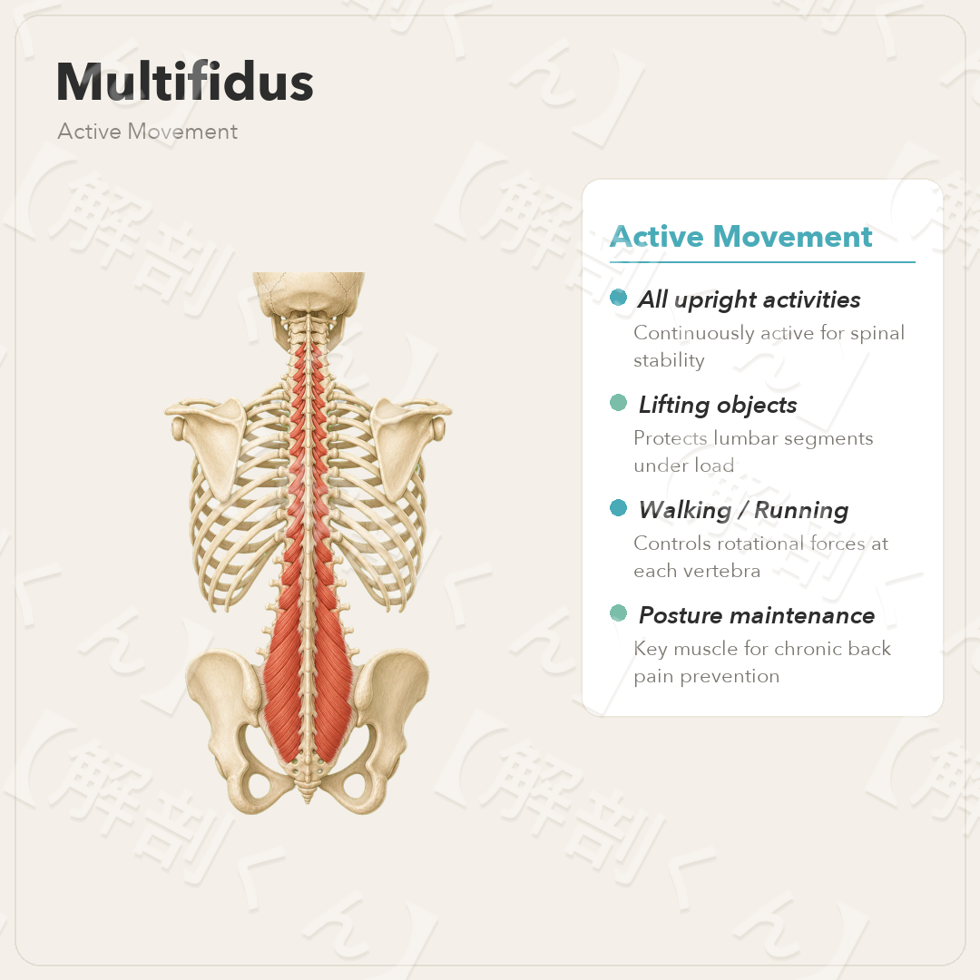 Multifidus Active Movement