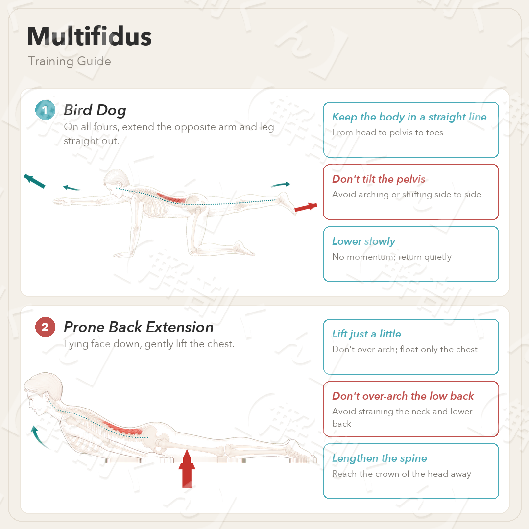 Multifidus Training Guide
