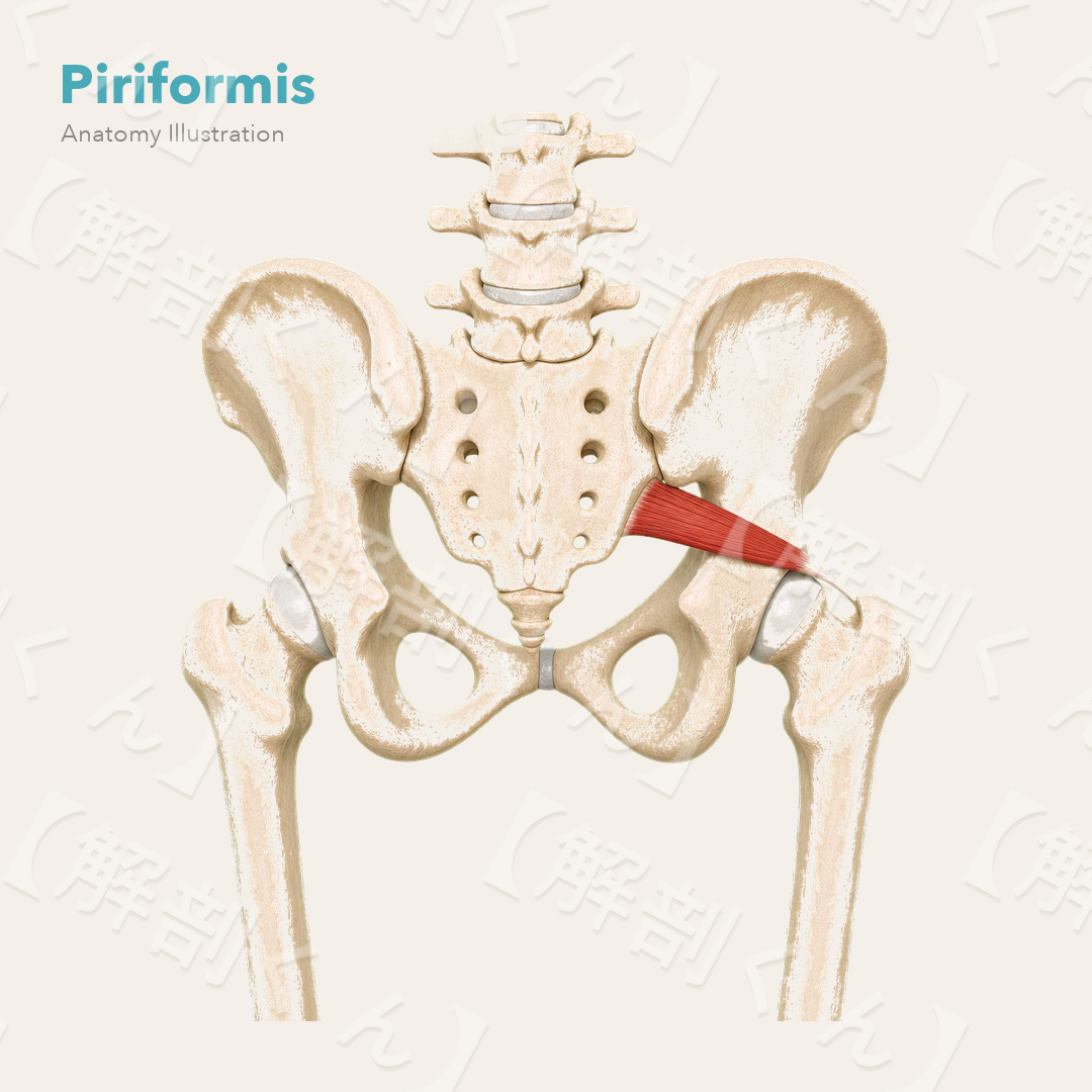 Piriformis