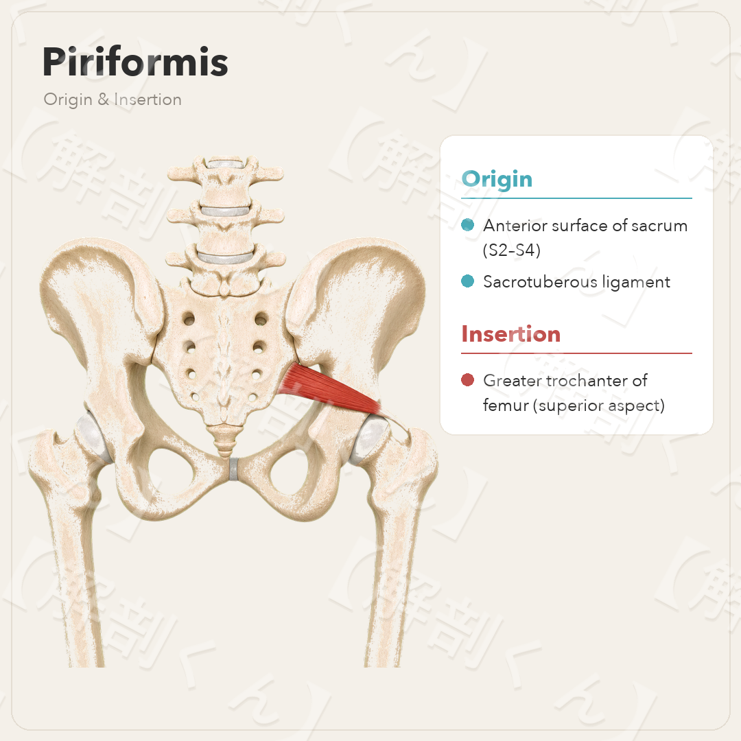 Piriformis Origin & Insertion
