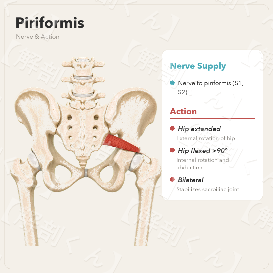 Piriformis Nerve & Function