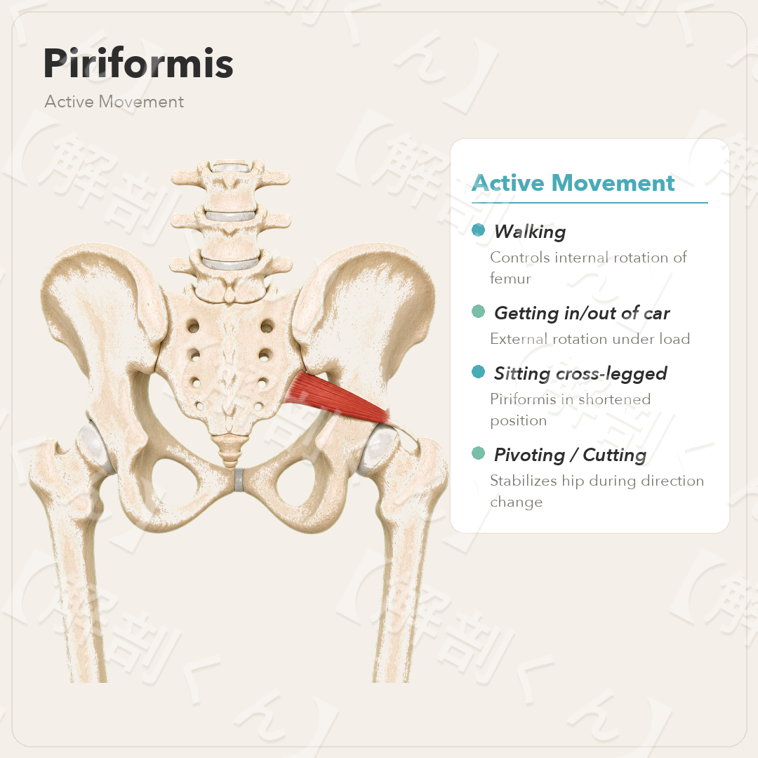 Piriformis Active Movement