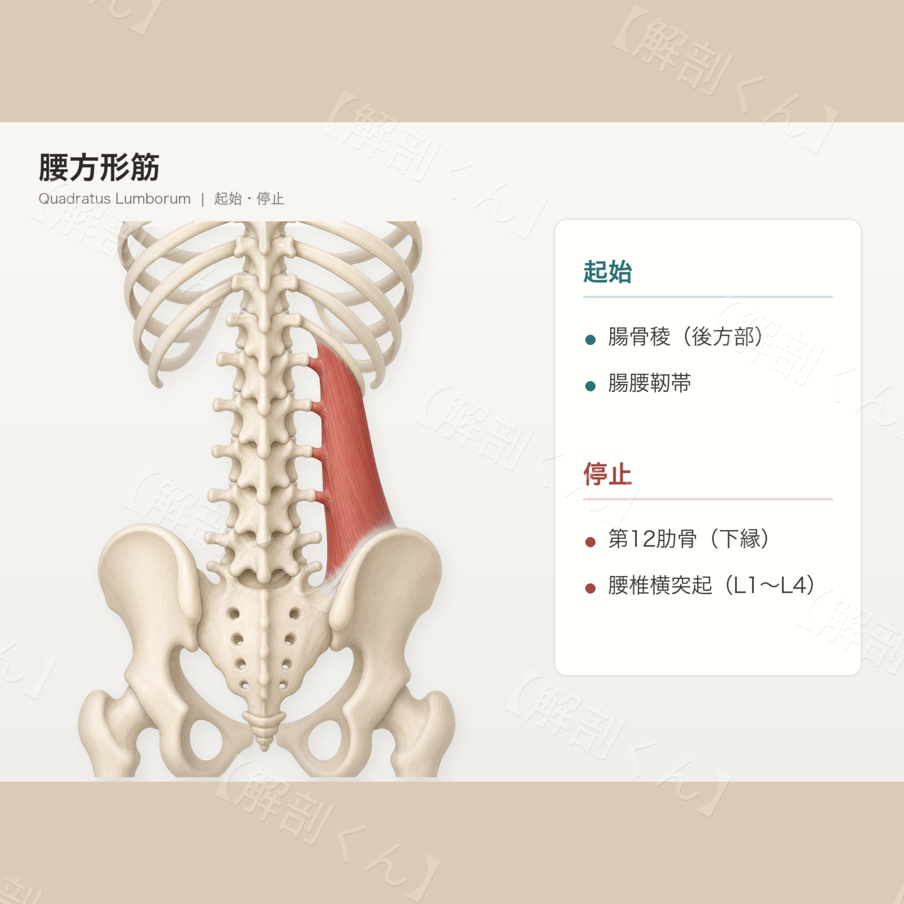 腰方形筋 起始・停止