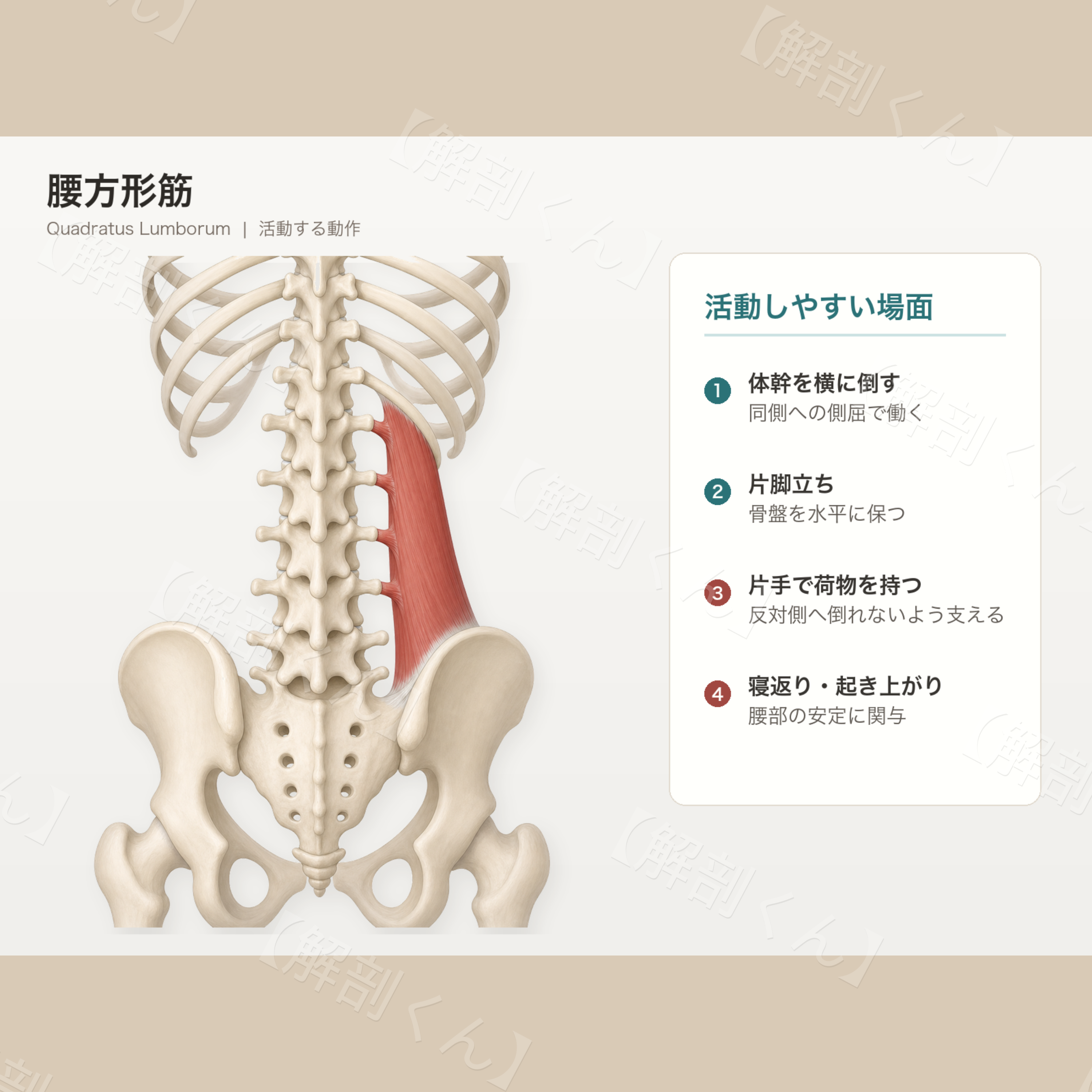 腰方形筋 活動する動作