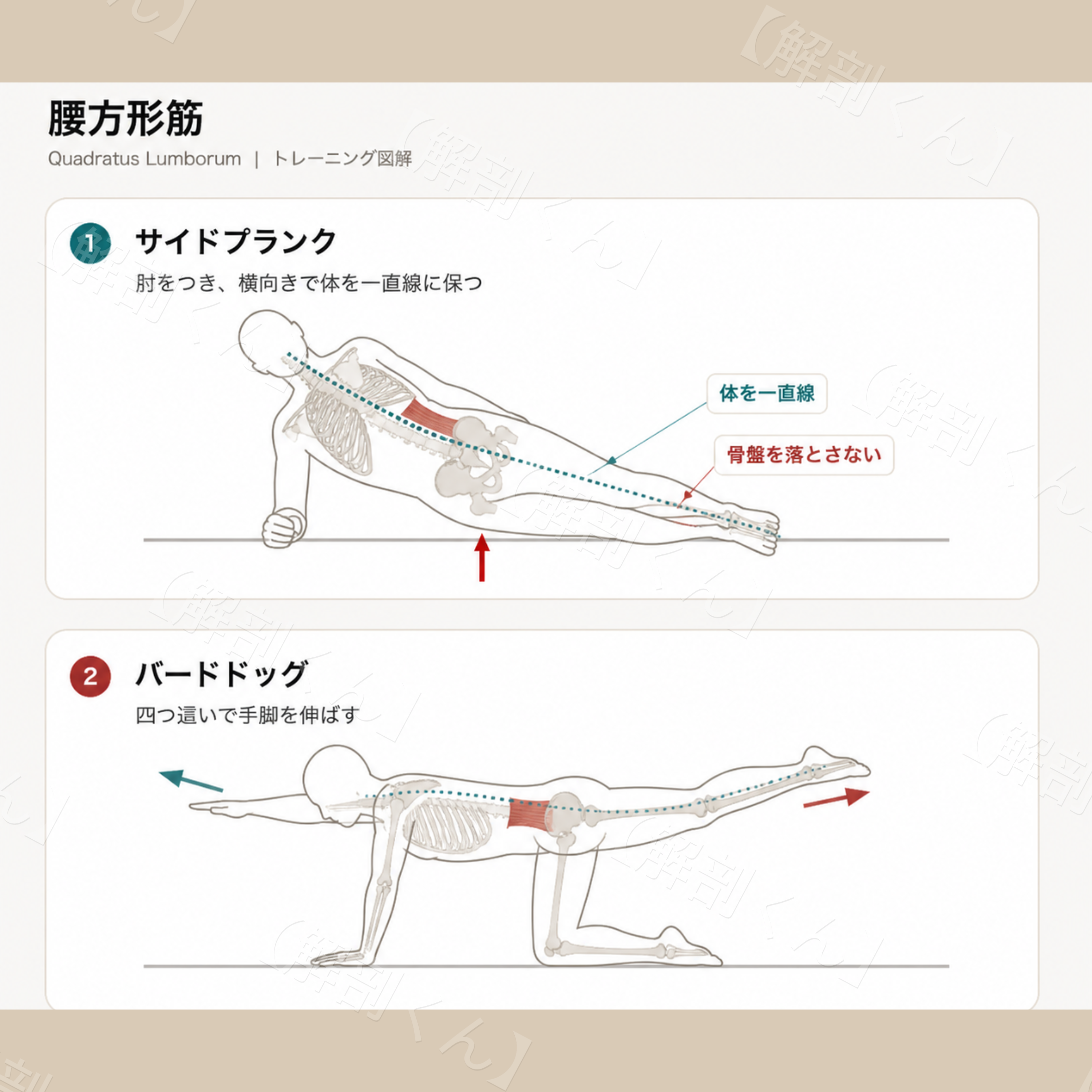 腰方形筋 トレーニング図解