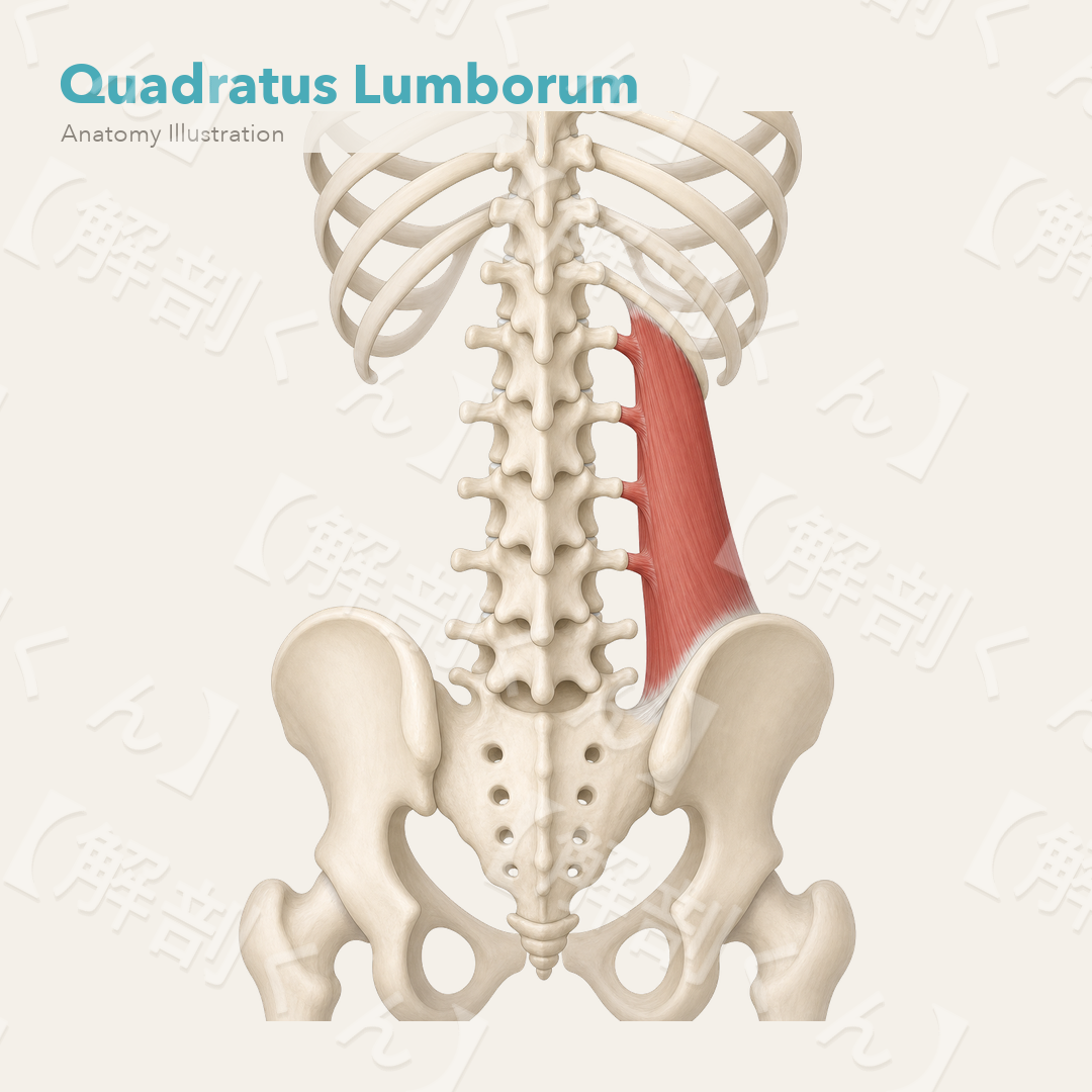 Quadratus Lumborum