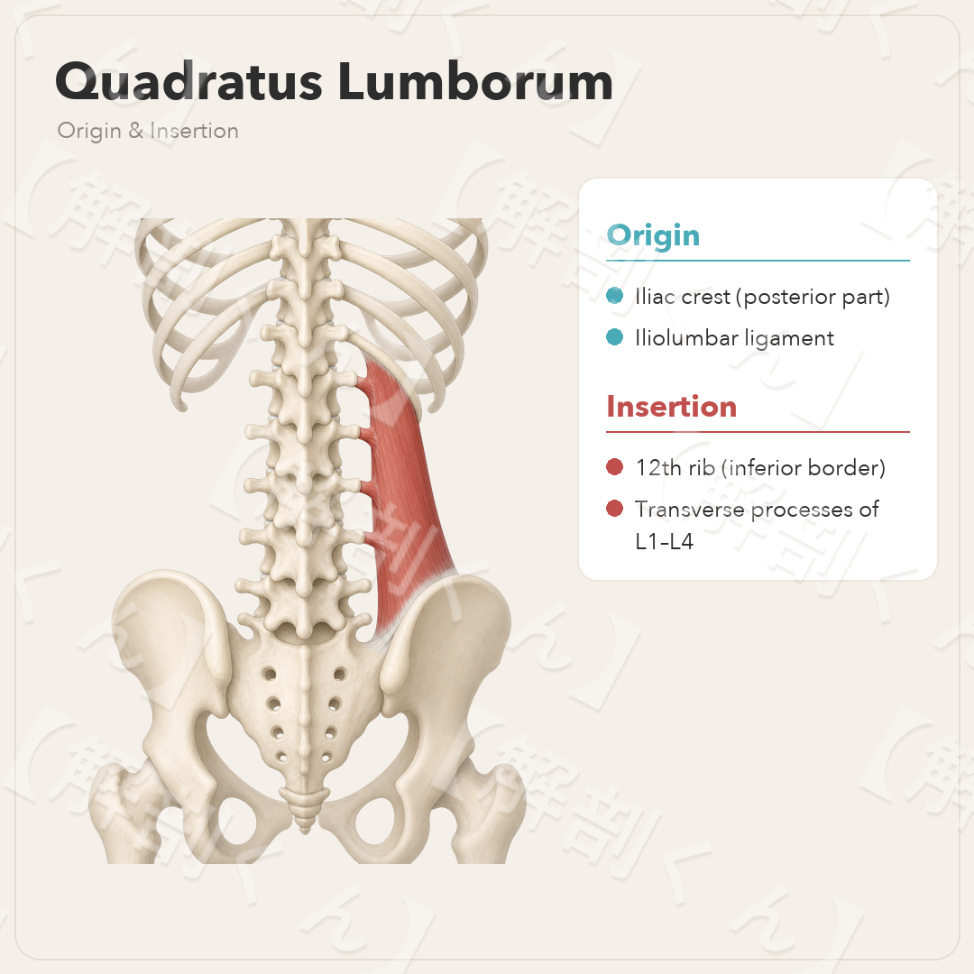 Quadratus Lumborum Origin & Insertion