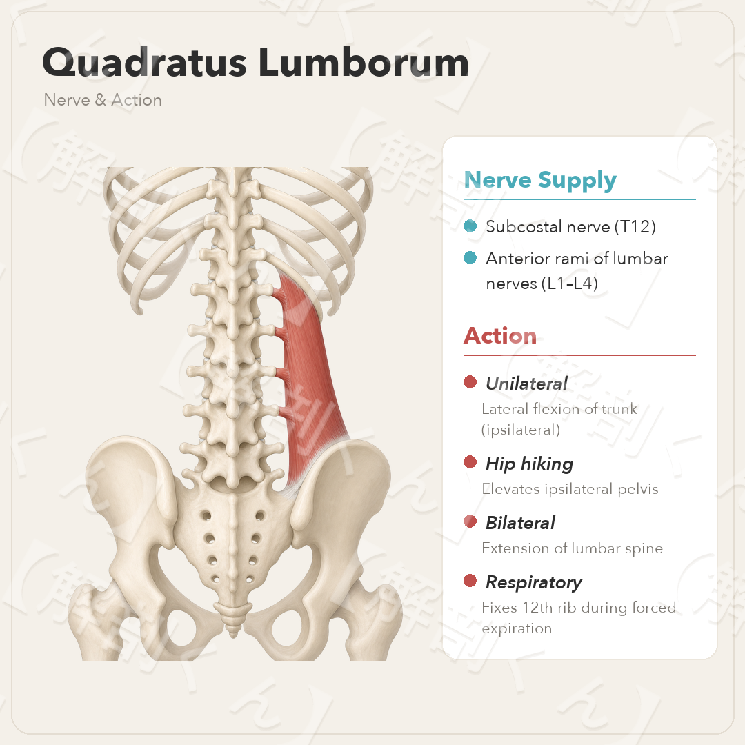 Quadratus Lumborum Nerve & Function
