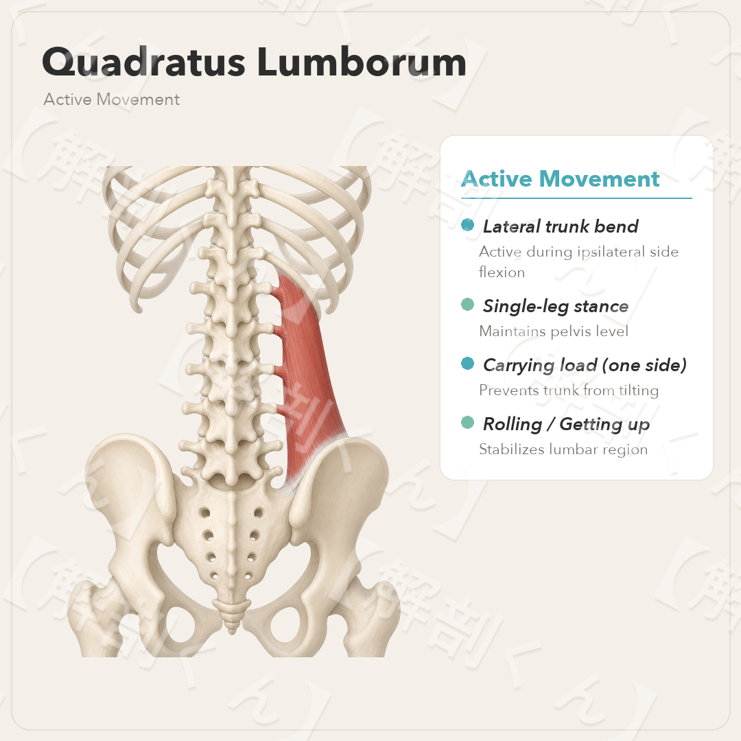Quadratus Lumborum Active Movement