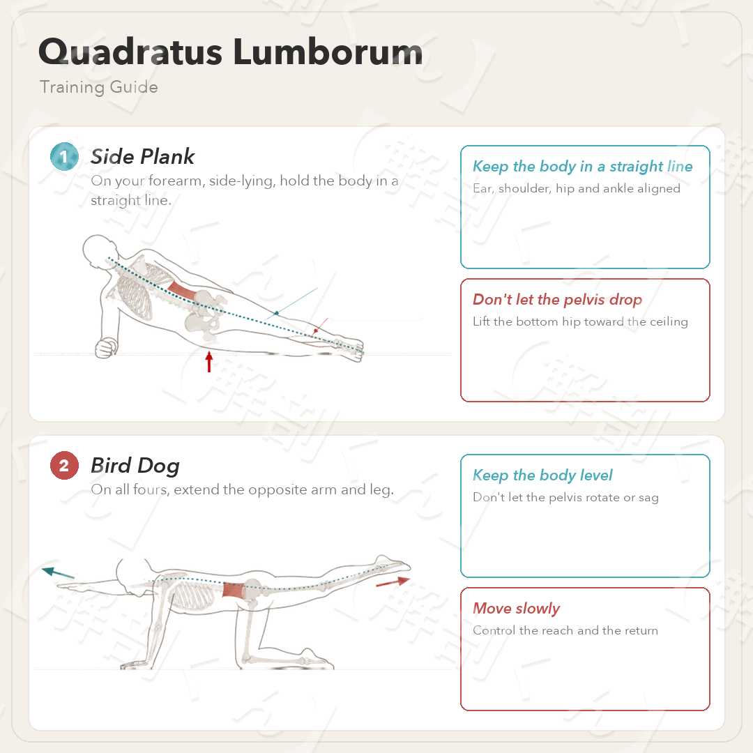 Quadratus Lumborum Training Guide
