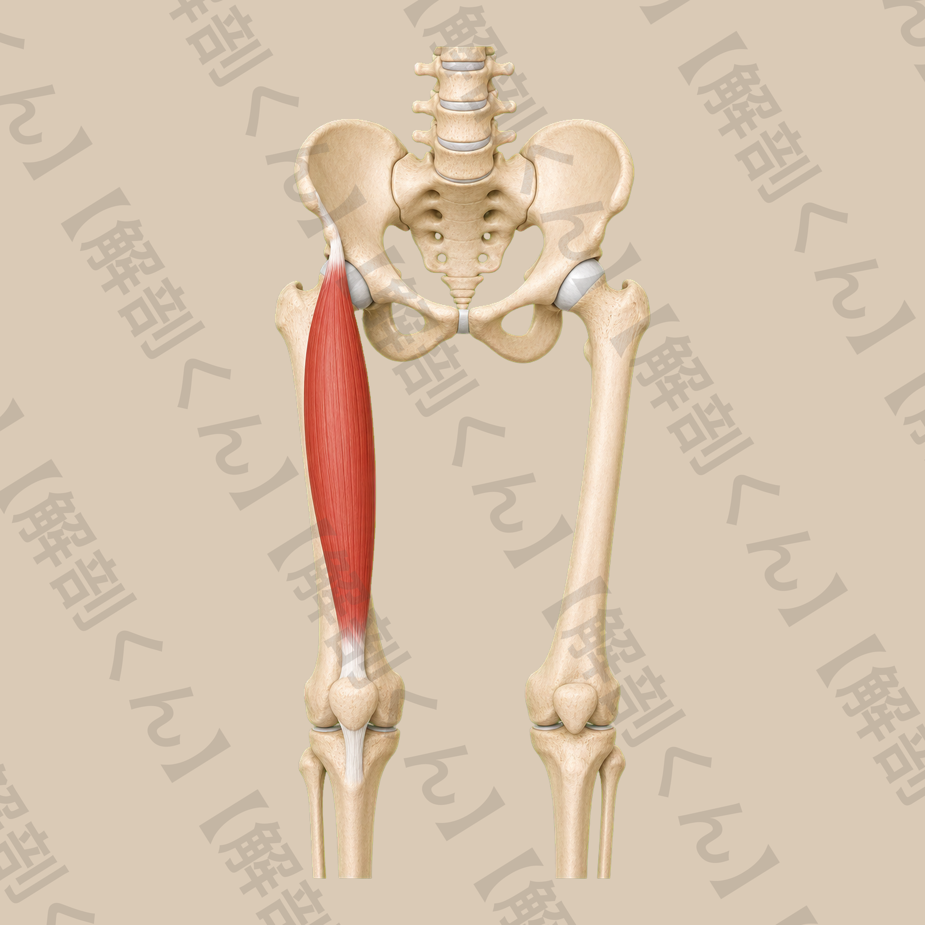 大腿直筋