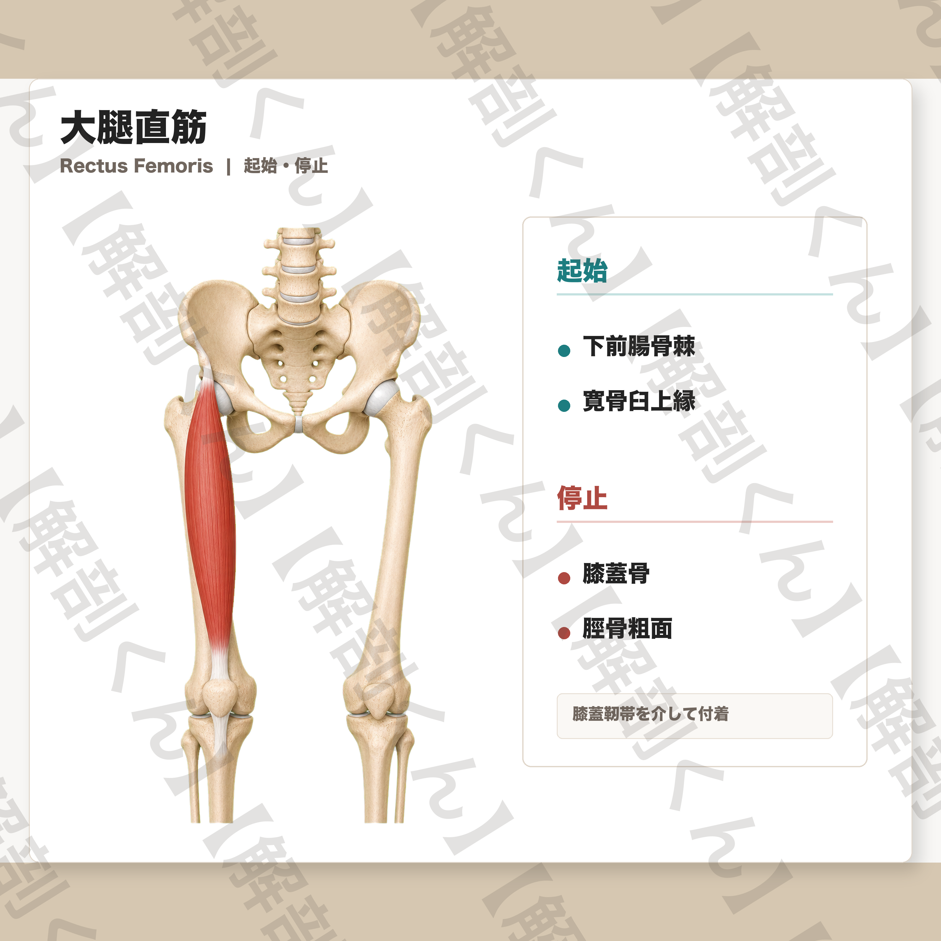 大腿直筋 起始・停止