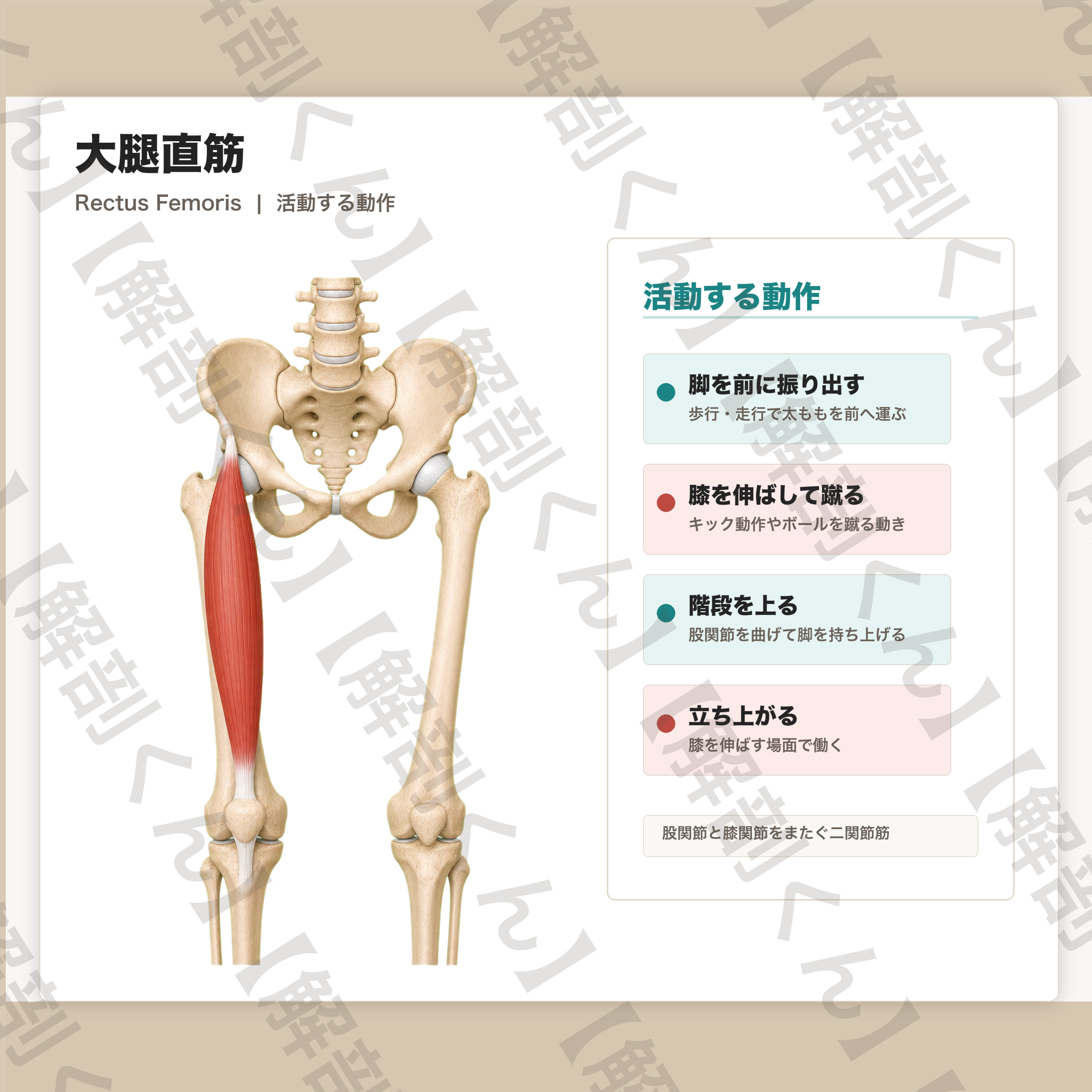 大腿直筋 活動する動作