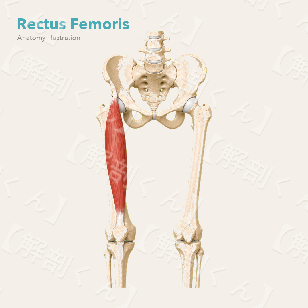Rectus Femoris