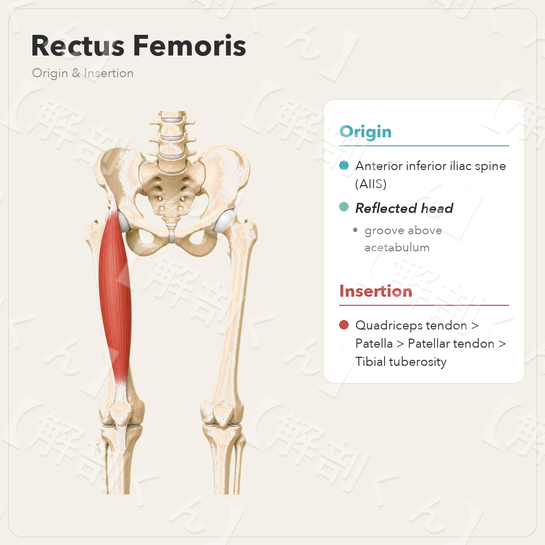 Rectus Femoris Origin & Insertion